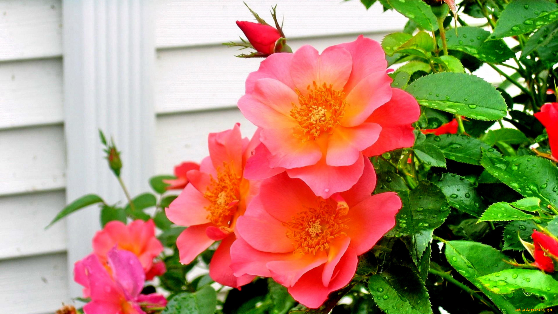 цветы, розы, розовый