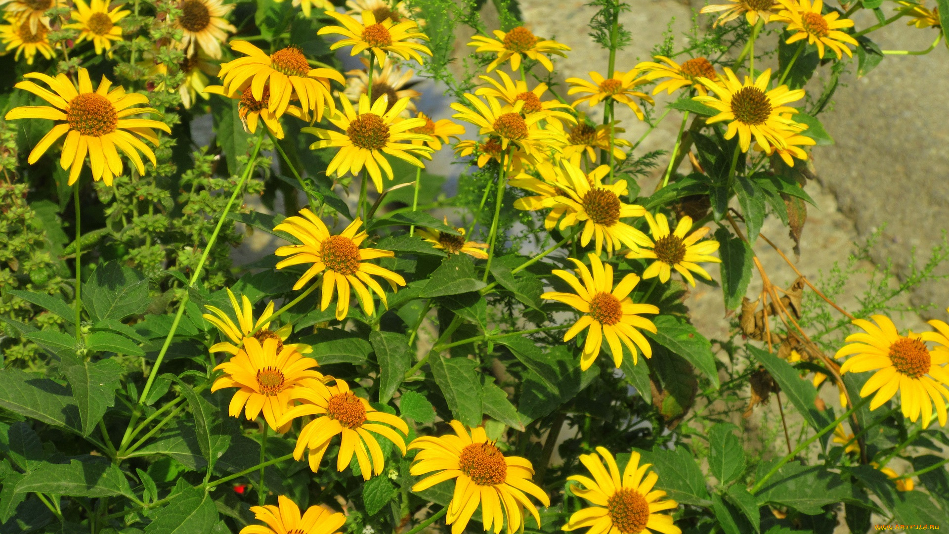 цветы, жёлтые