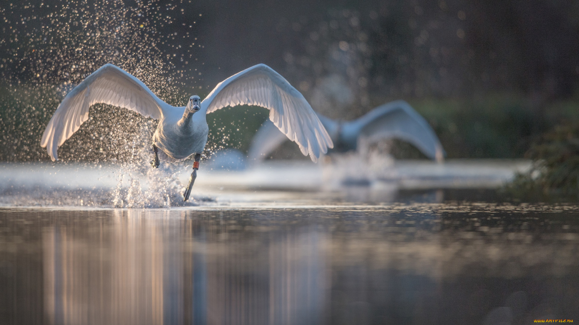 животные, лебеди, разбег, лебедь, брызги, вода, крылья, птица