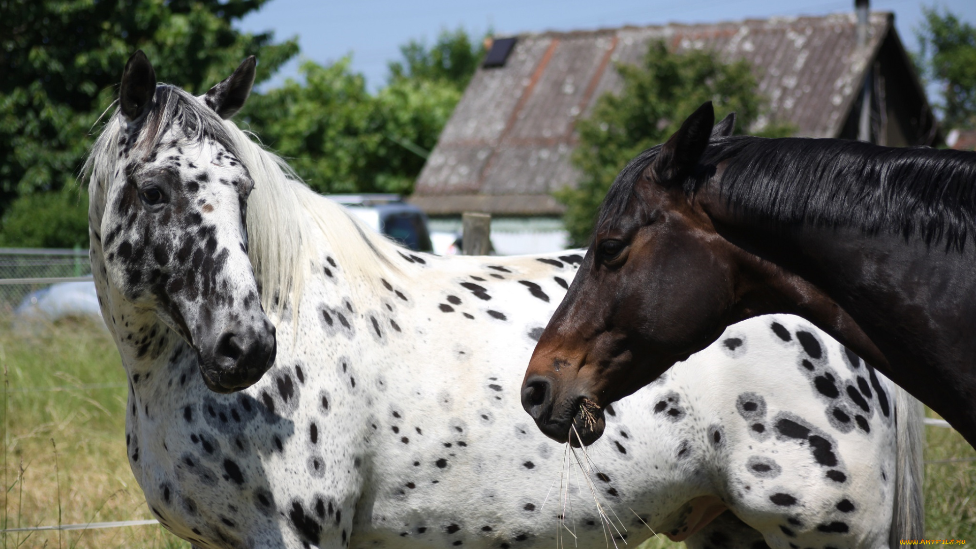 животные, лошади, кони, пара, бурый, чубарый, профиль, морда, окрас, пятна, масть