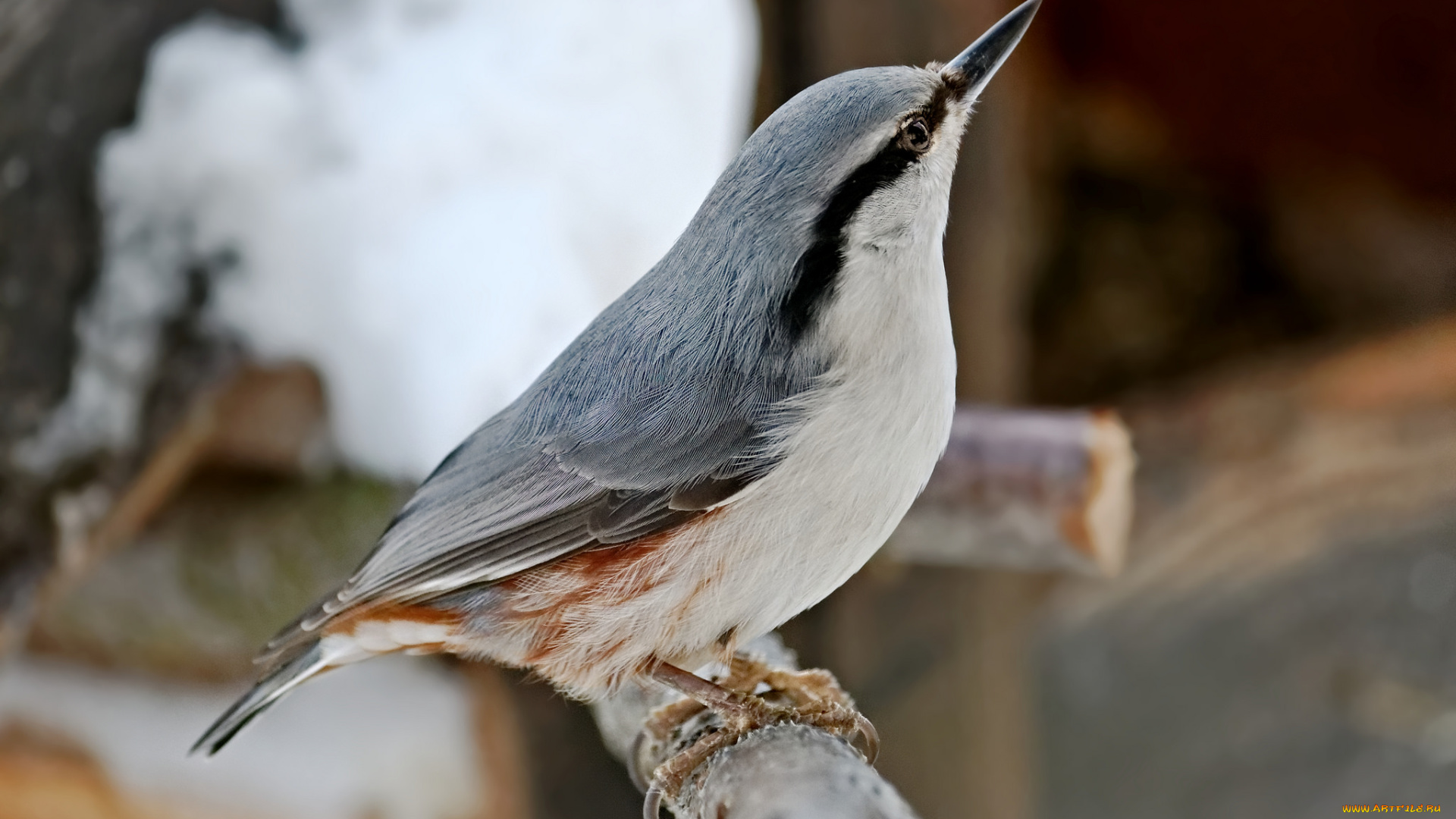 животные, поползни, птичка