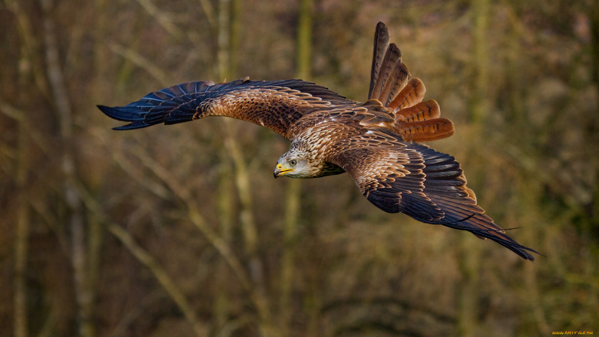 животные, птицы, -, хищники, птичка