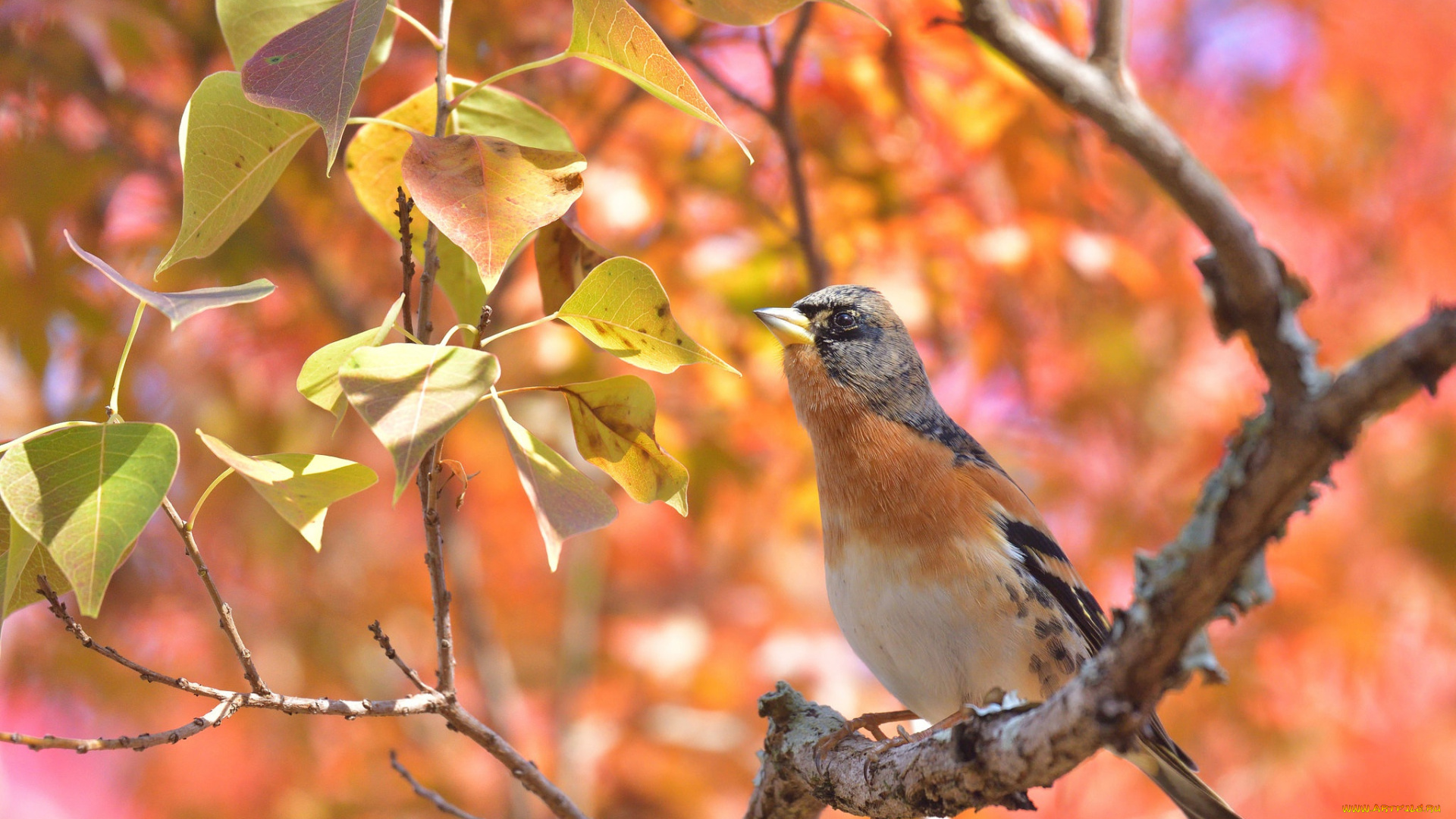 животные, птицы, листья, боке, ветка, птица, вьюрок