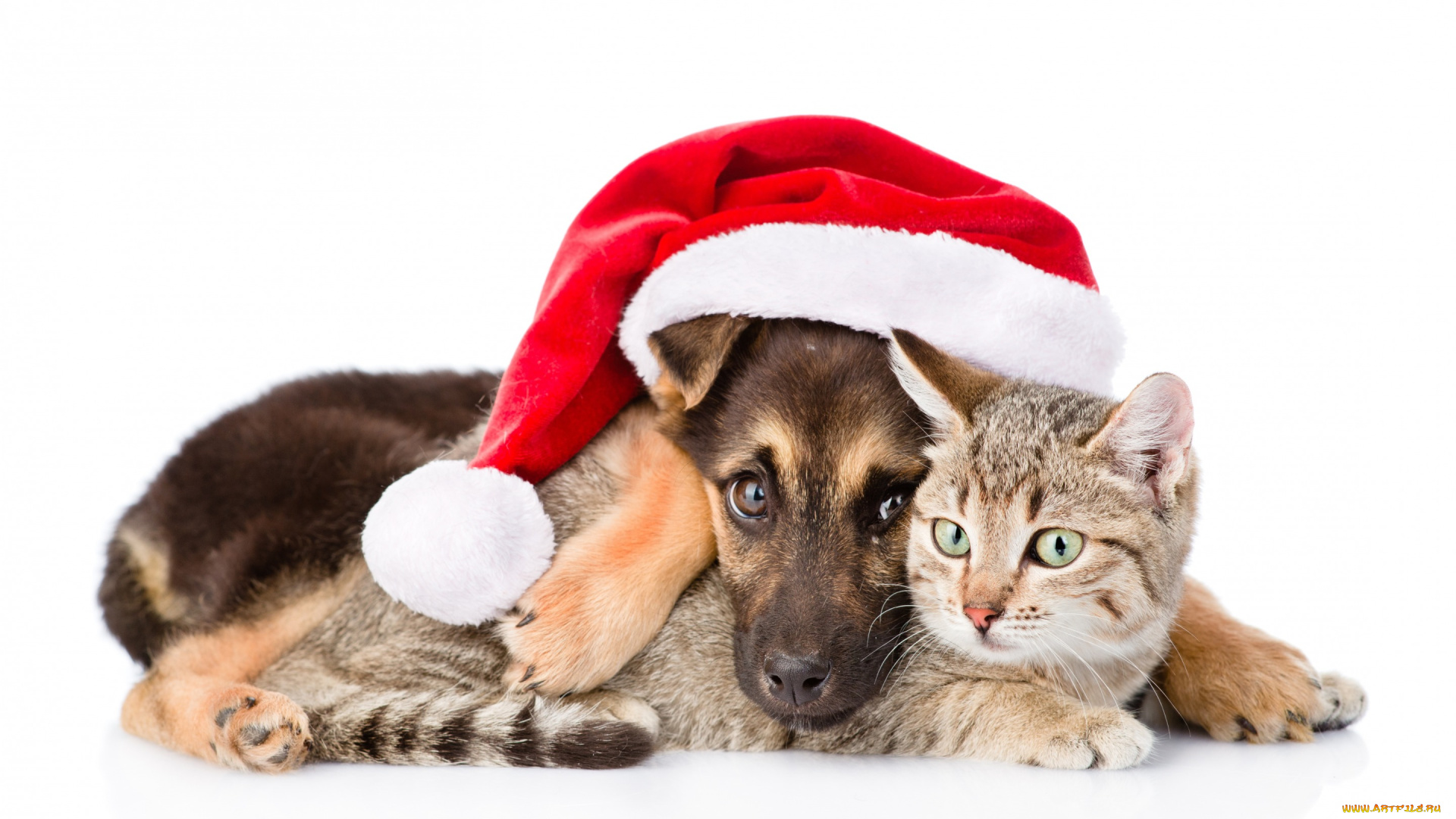 животные, разные, вместе, кот, снег, символ, 2018