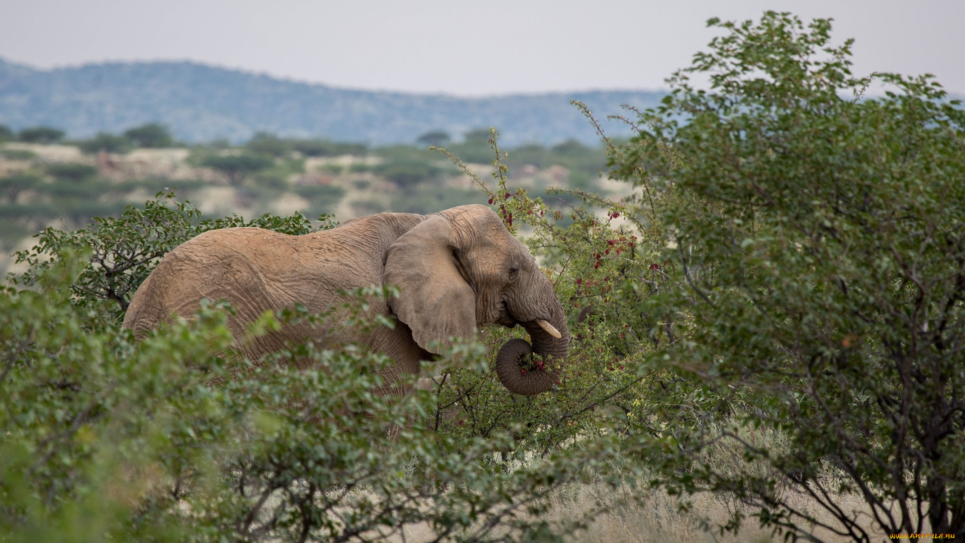 животные, слоны, гигант, бивни, африка, заросли, хобот