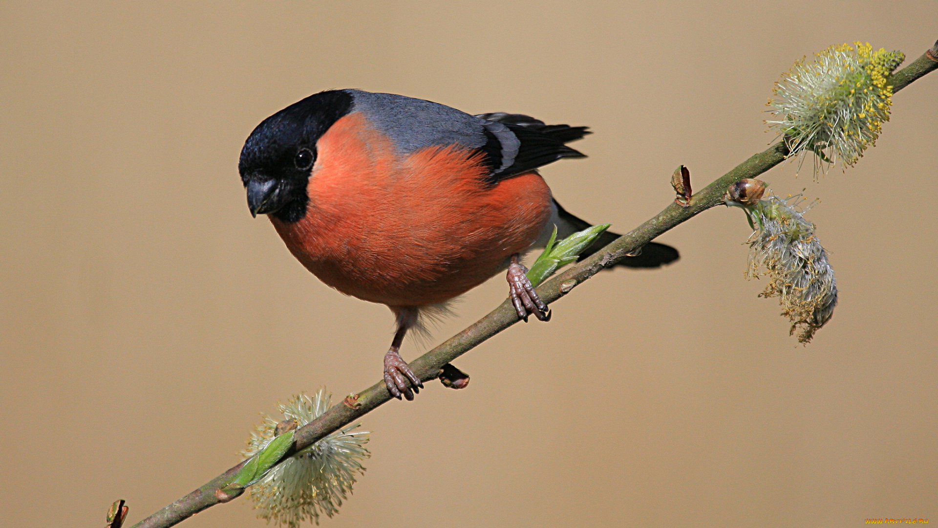 животные, снегири, птичка