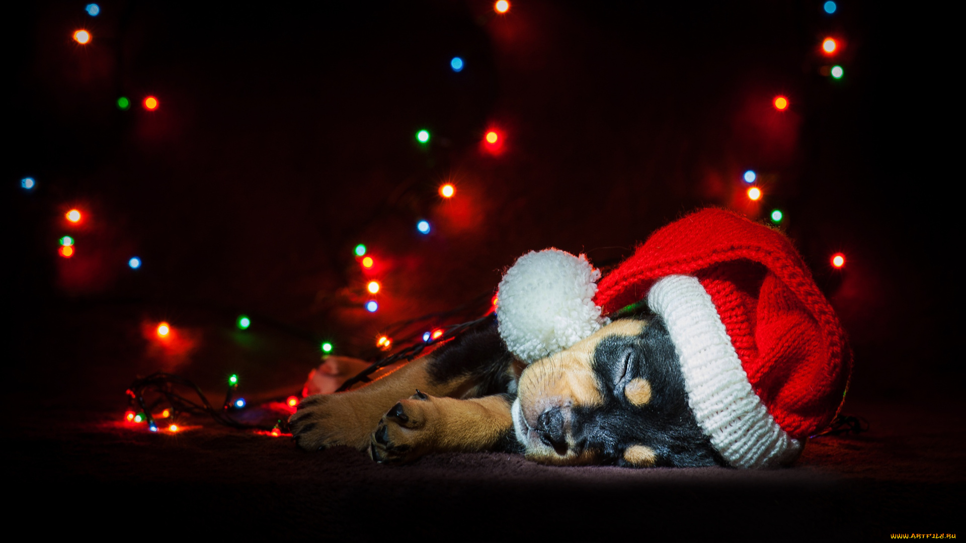 животные, собаки, символ, 2018, снег