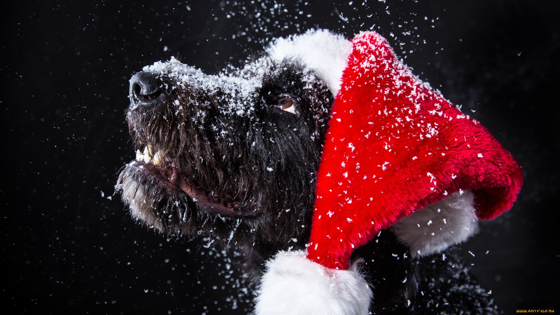 животные, собаки, символ, 2018, снег