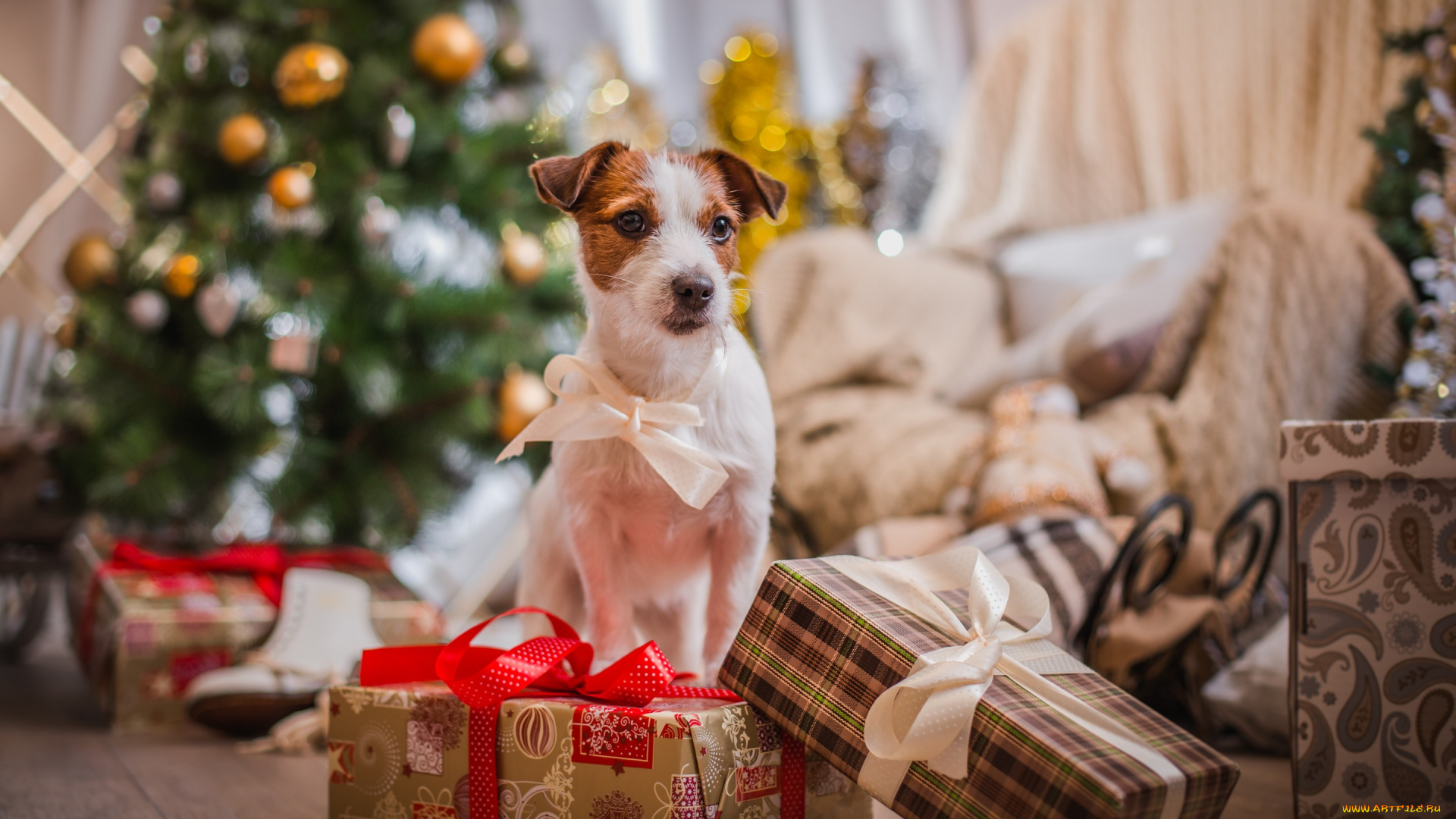 животные, собаки, символ, 2018, снег