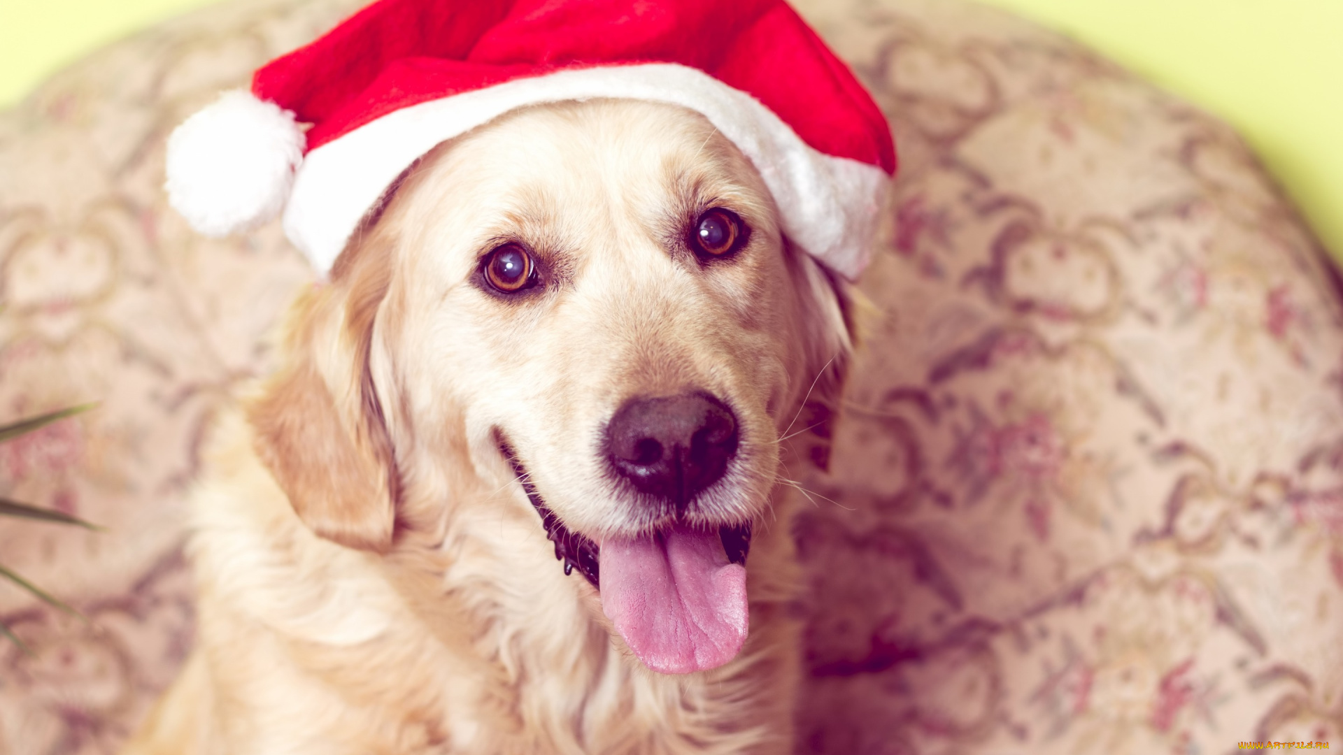 животные, собаки, символ, 2018, снег