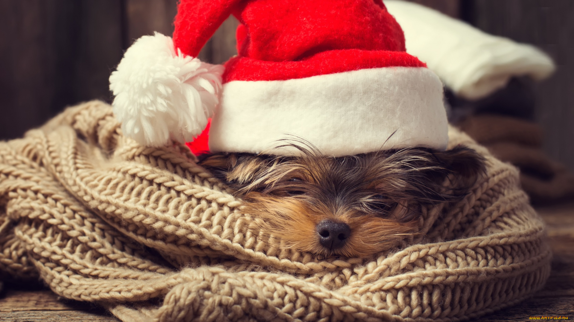 животные, собаки, снег, символ, 2018