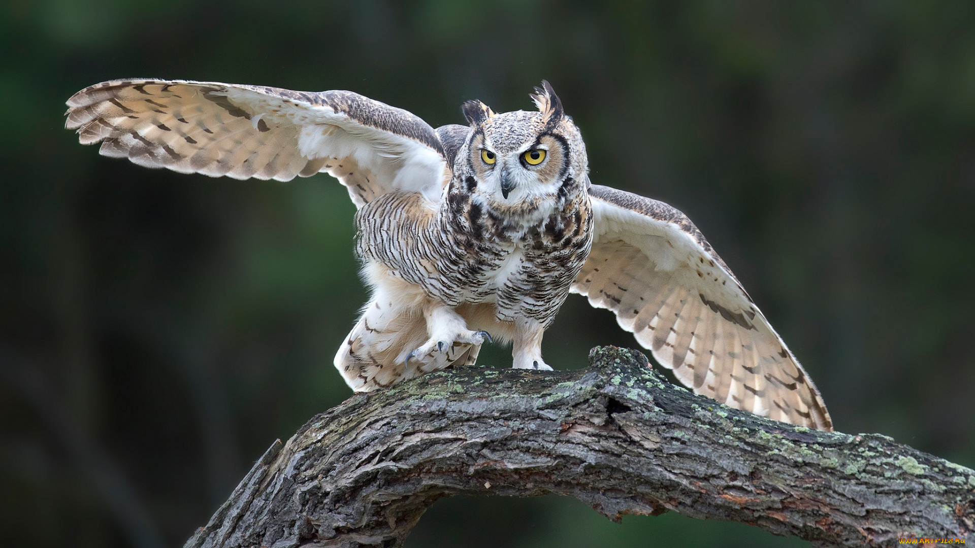 животные, совы, птица, коряга, сова, крылья, филин