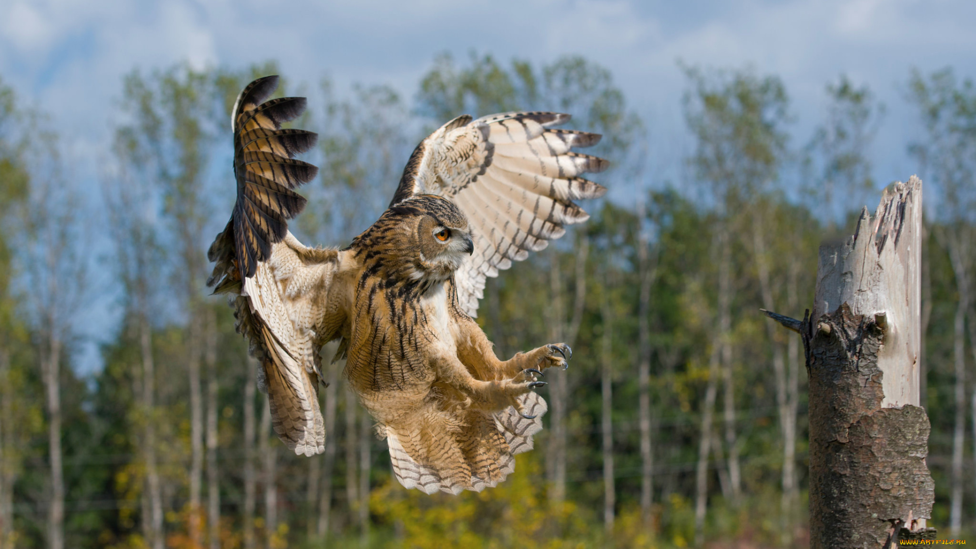 животные, совы, птичка