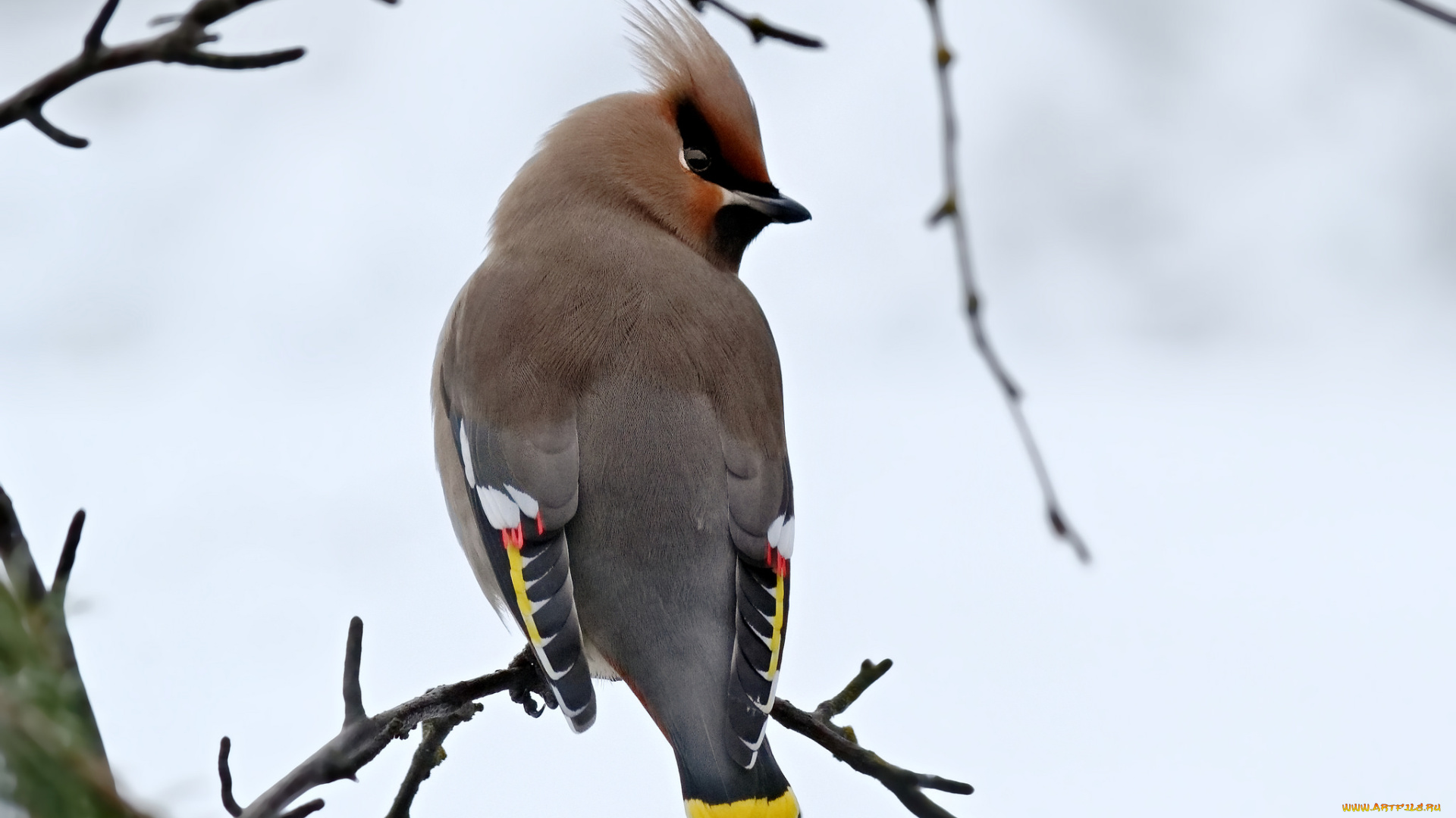 животные, свиристели, птичка