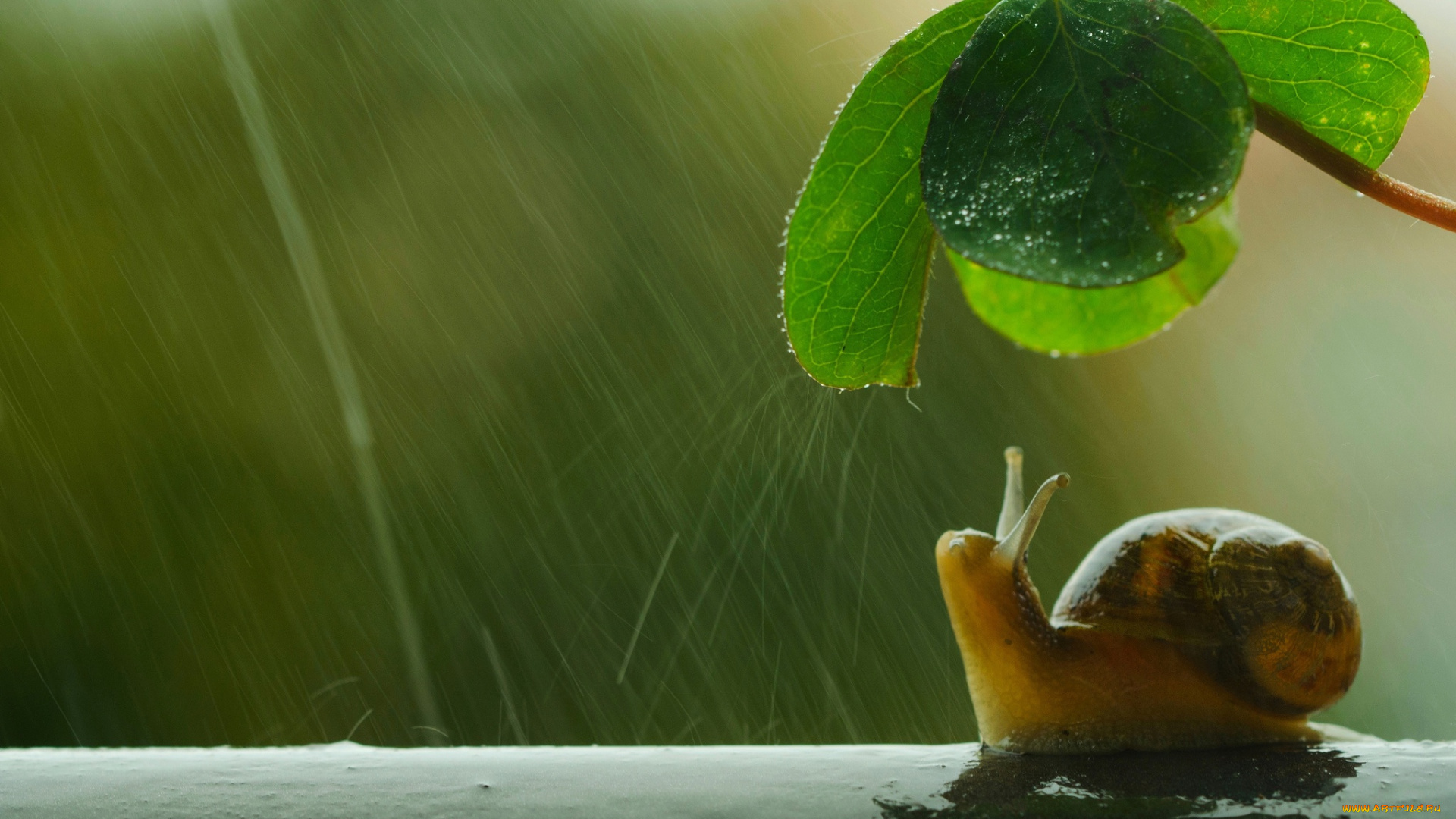 животные, улитки, природа, красота, улитка