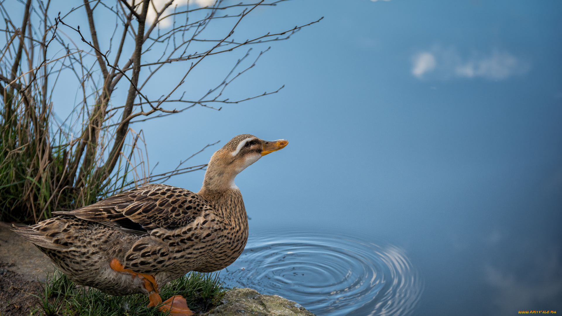 животные, утки, птичка