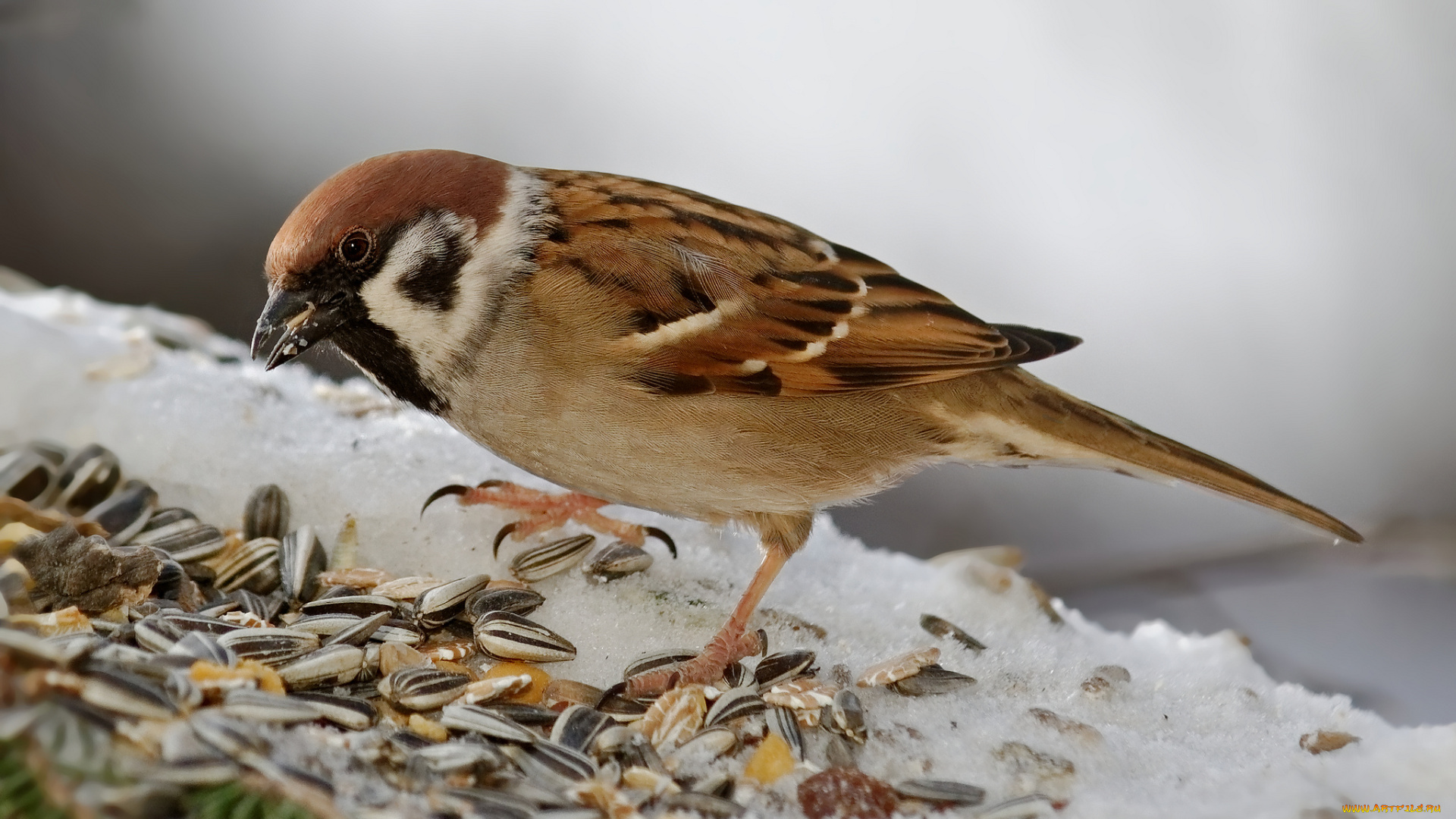 животные, воробьи, птичка