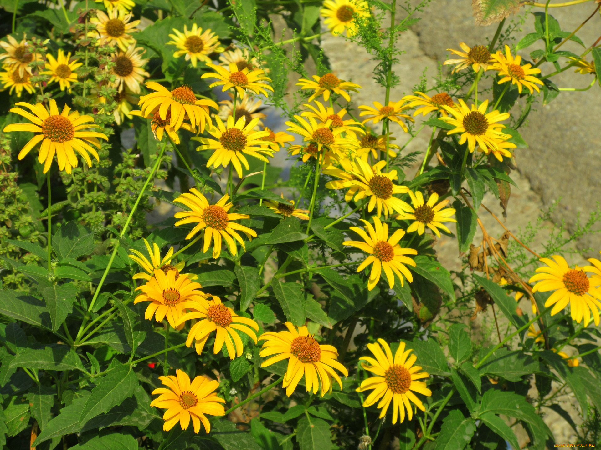 цветы, жёлтые