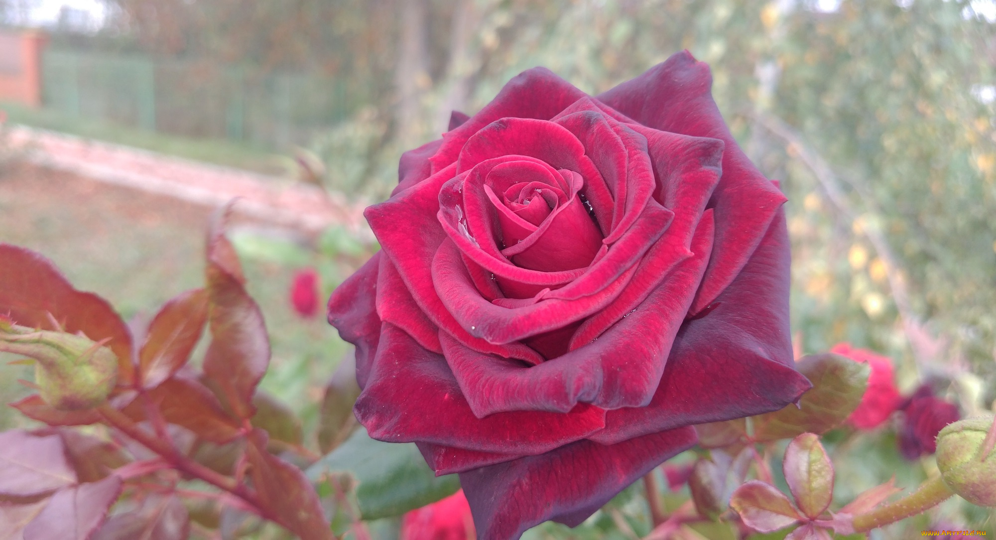 цветы, розы, красная