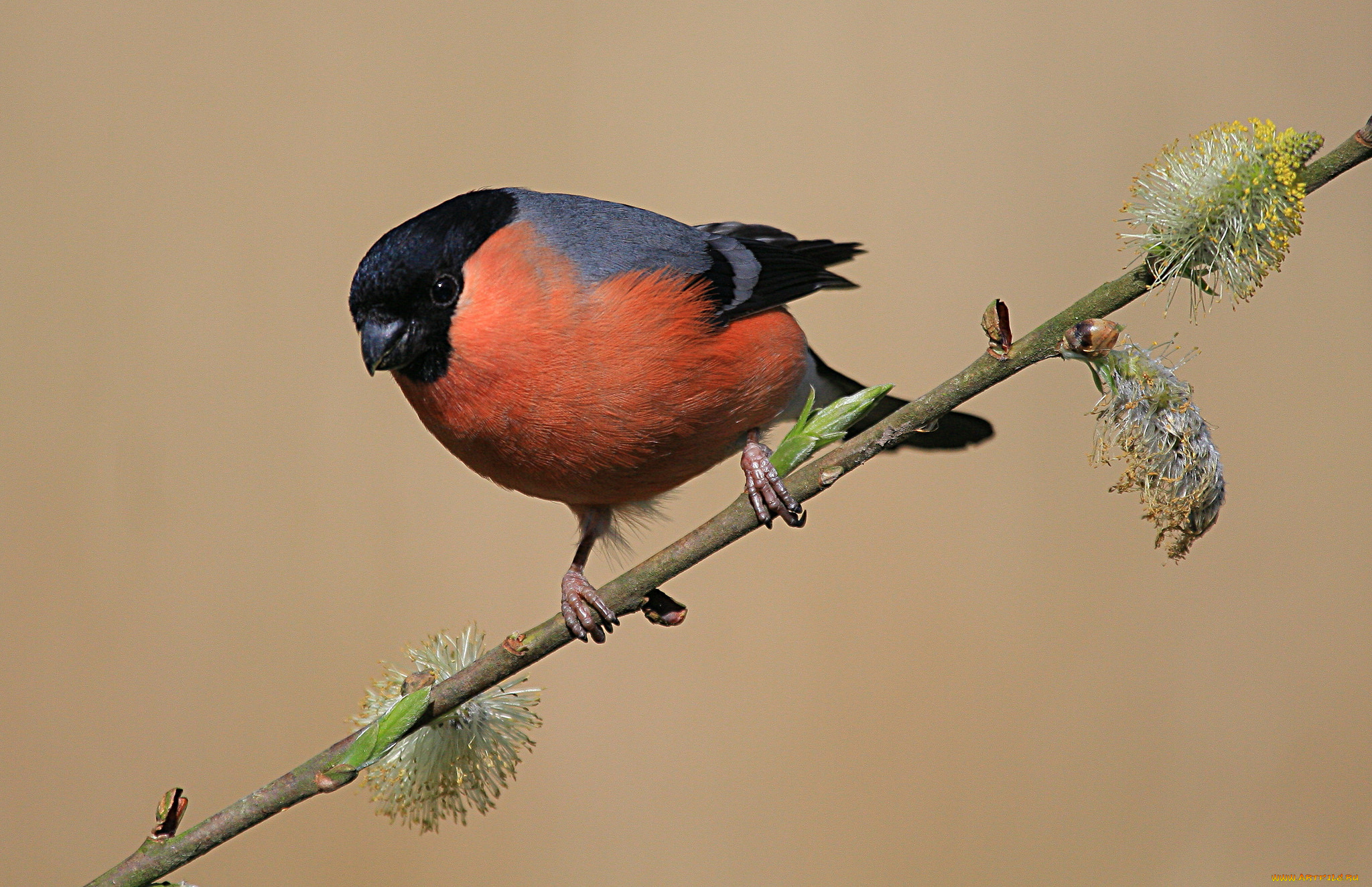 животные, снегири, птичка