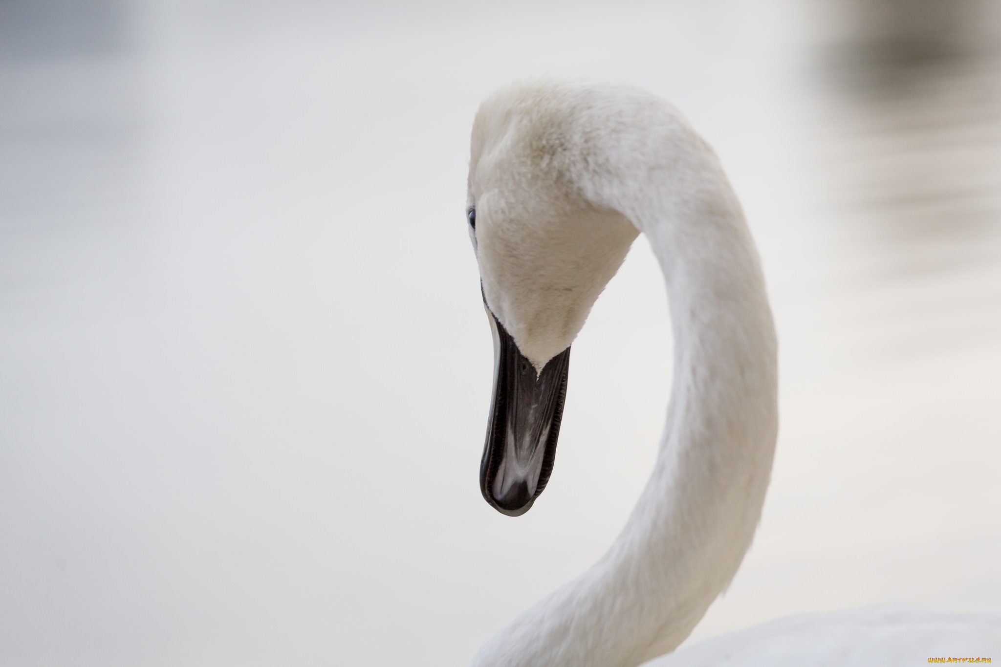 животные, лебеди, грация, белый, шея, клюв