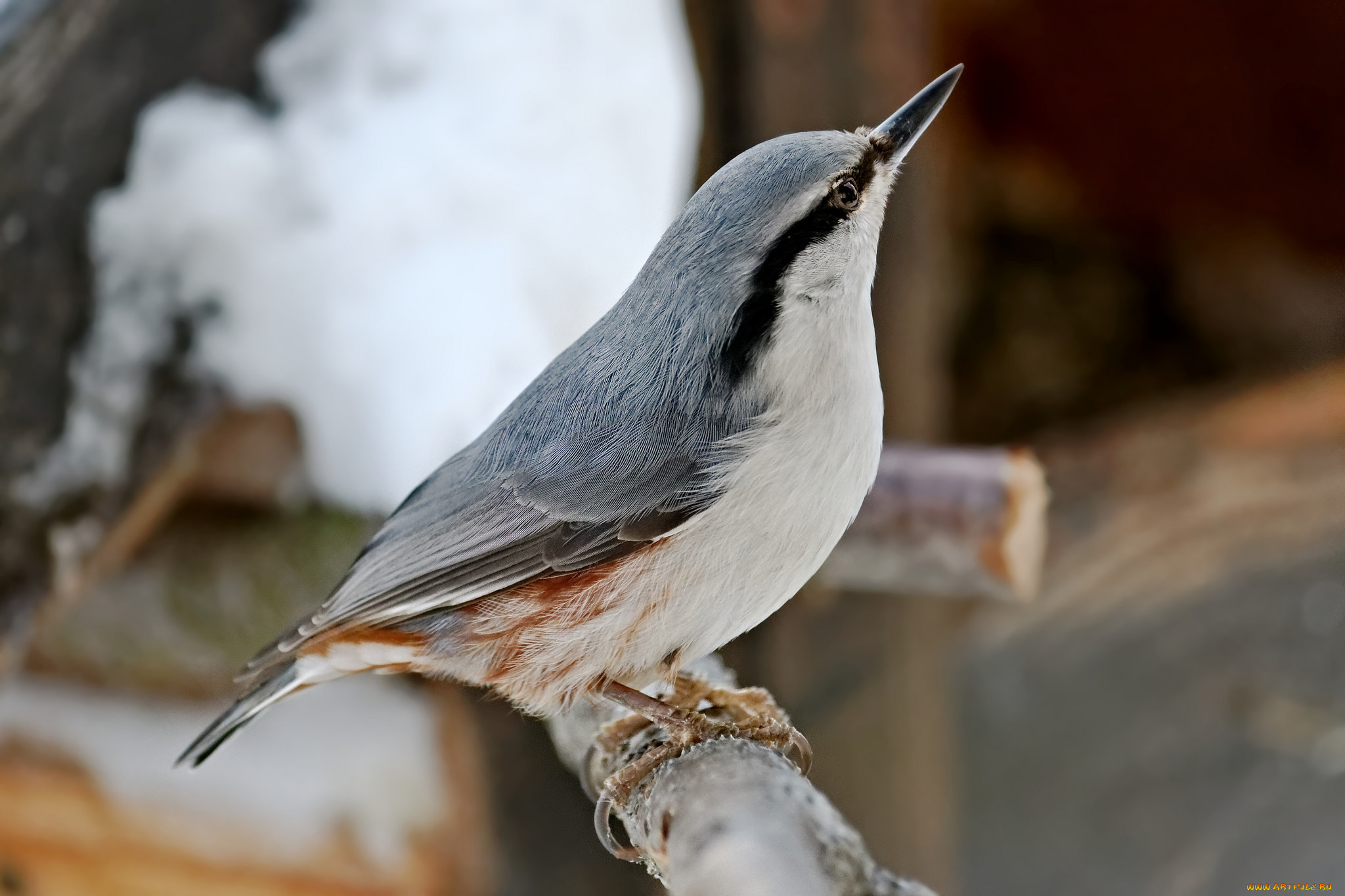 животные, поползни, птичка