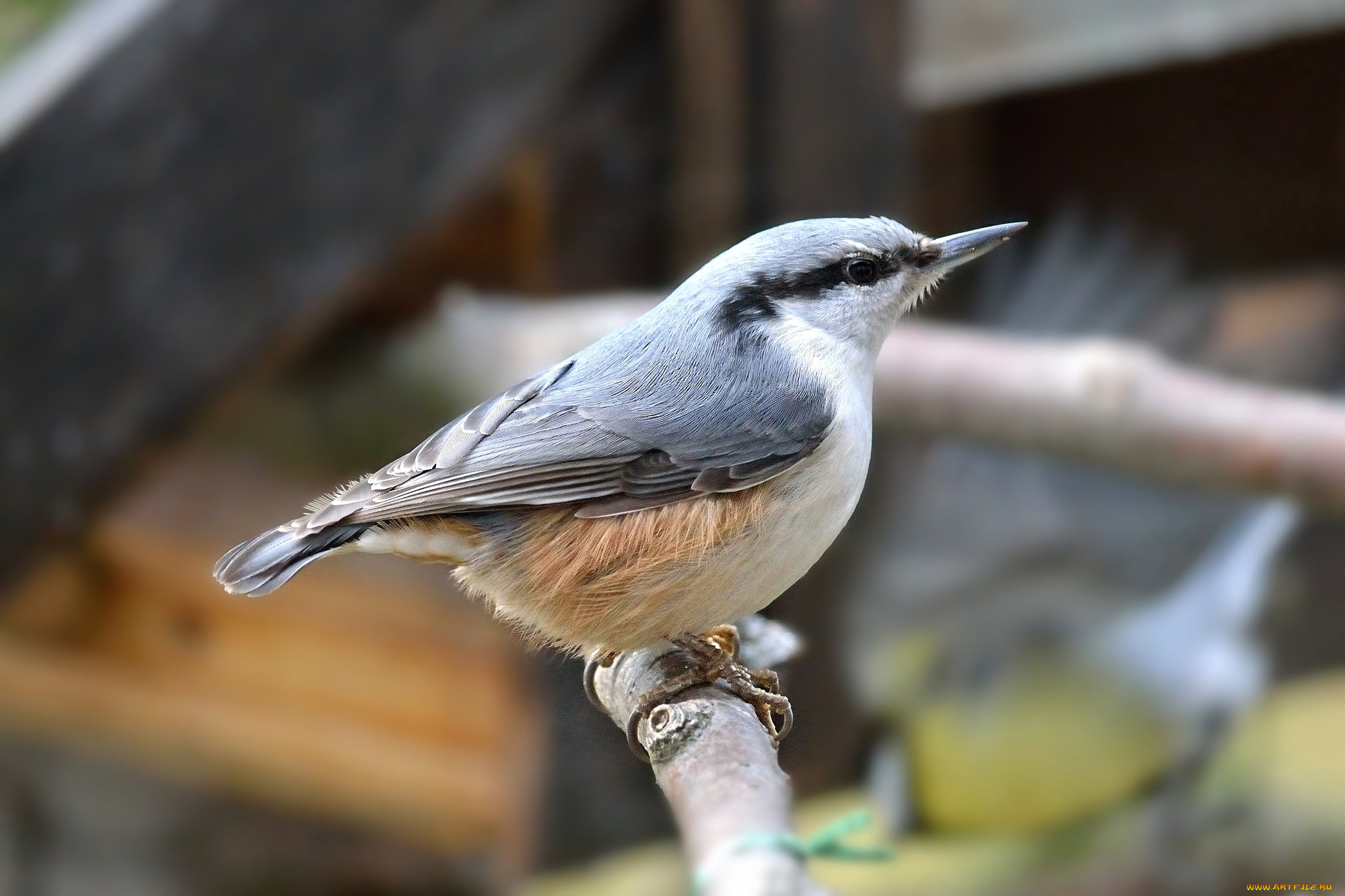 животные, поползни, птичка