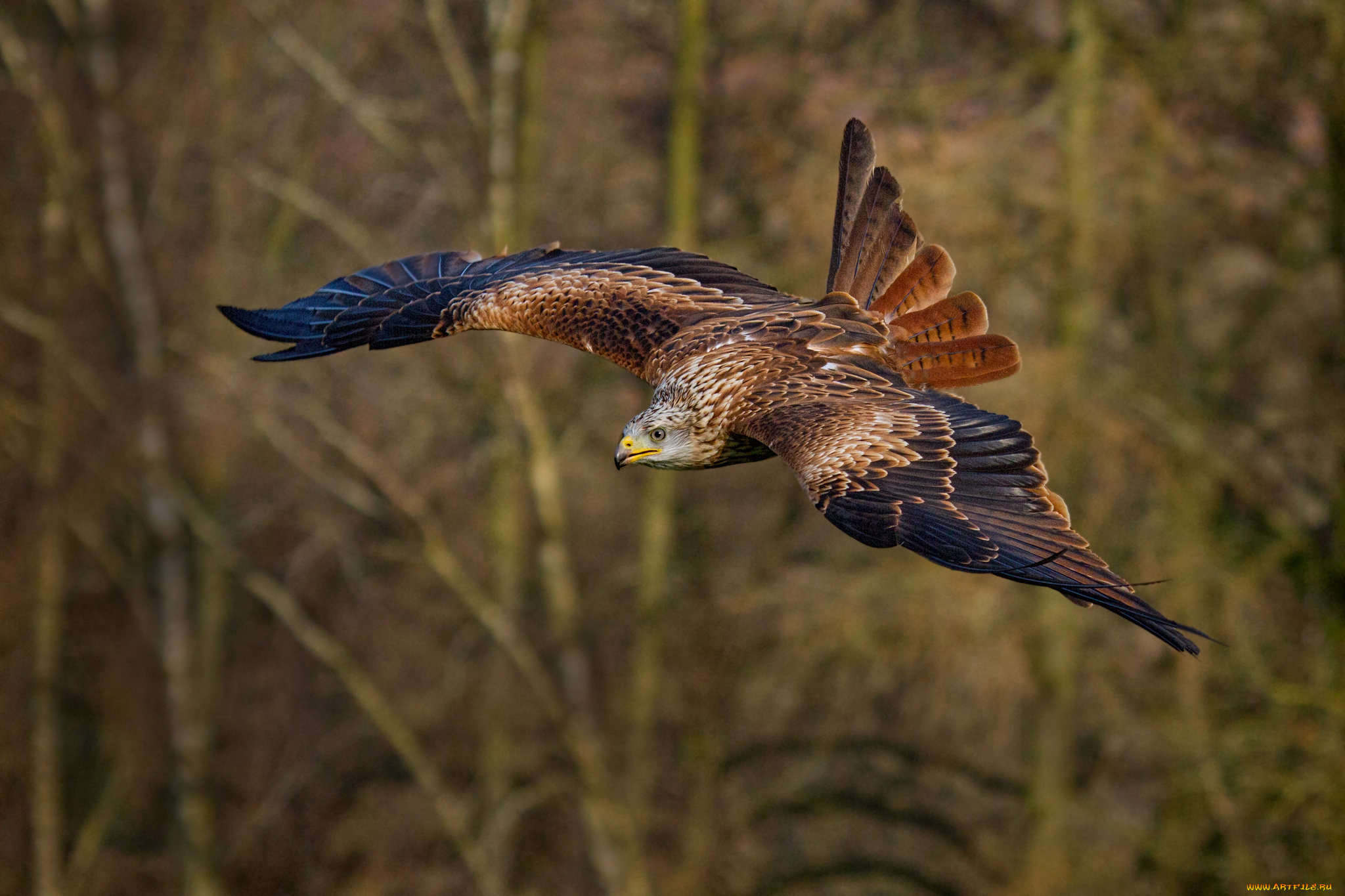 животные, птицы, -, хищники, птичка