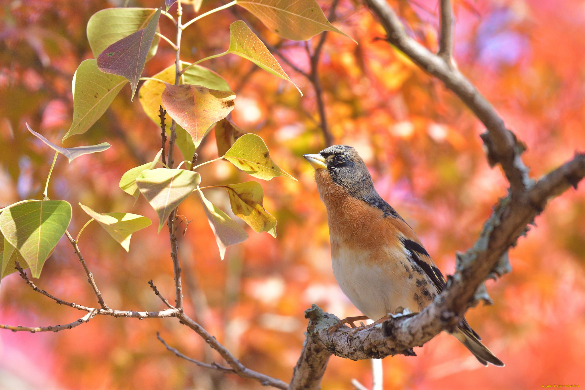 животные, птицы, листья, боке, ветка, птица, вьюрок