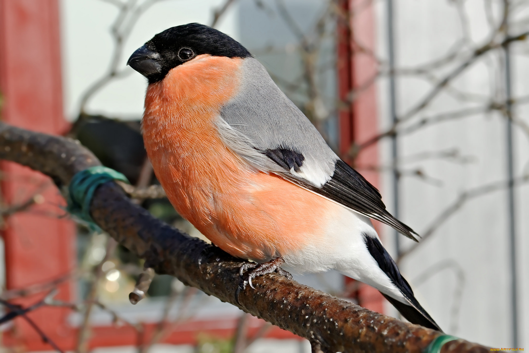 животные, снегири, птичка