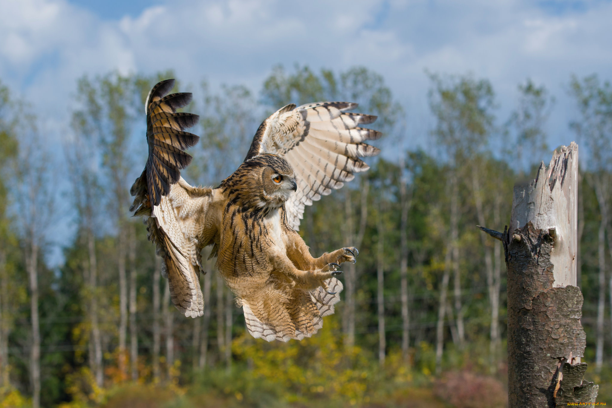 животные, совы, птичка