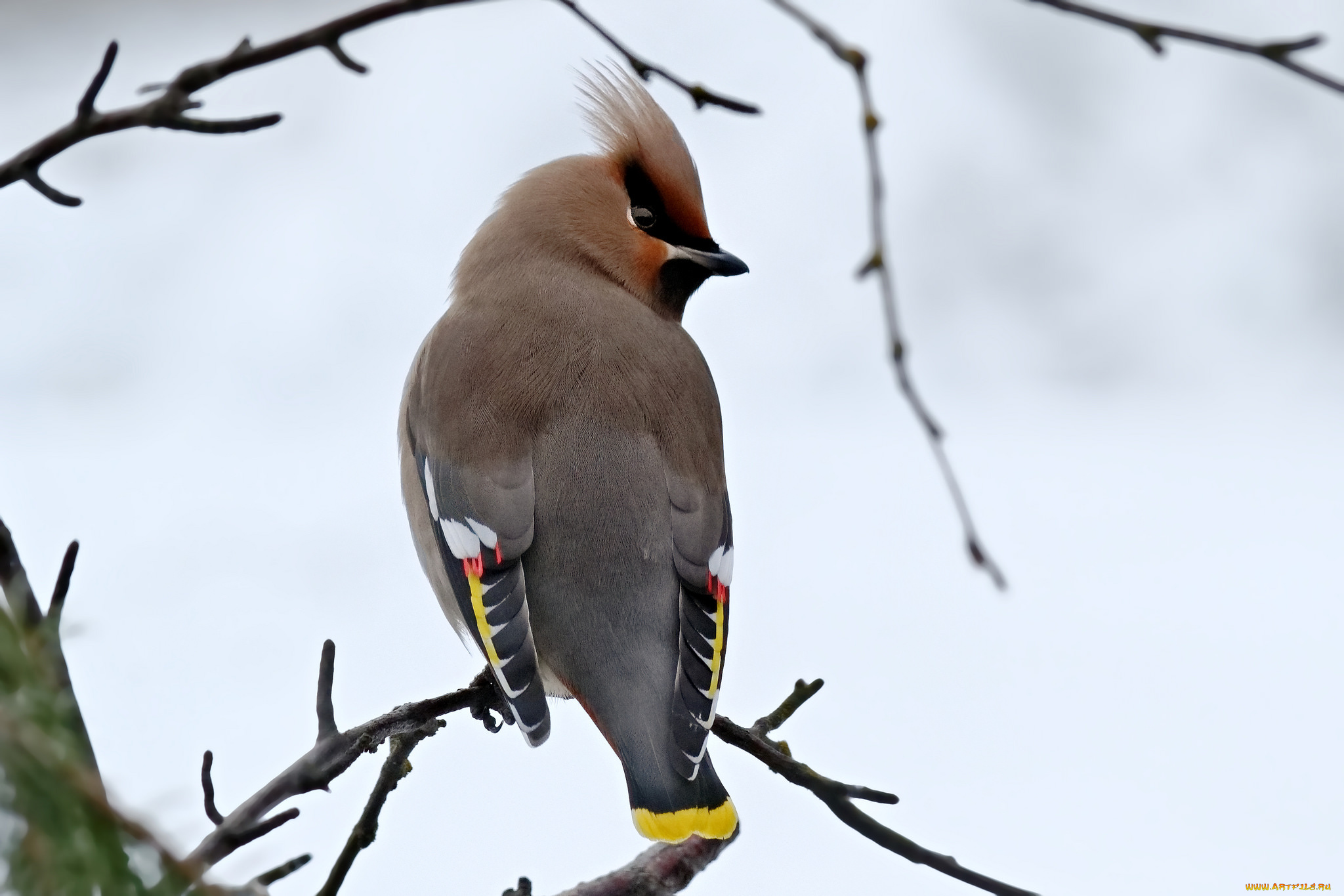животные, свиристели, птичка