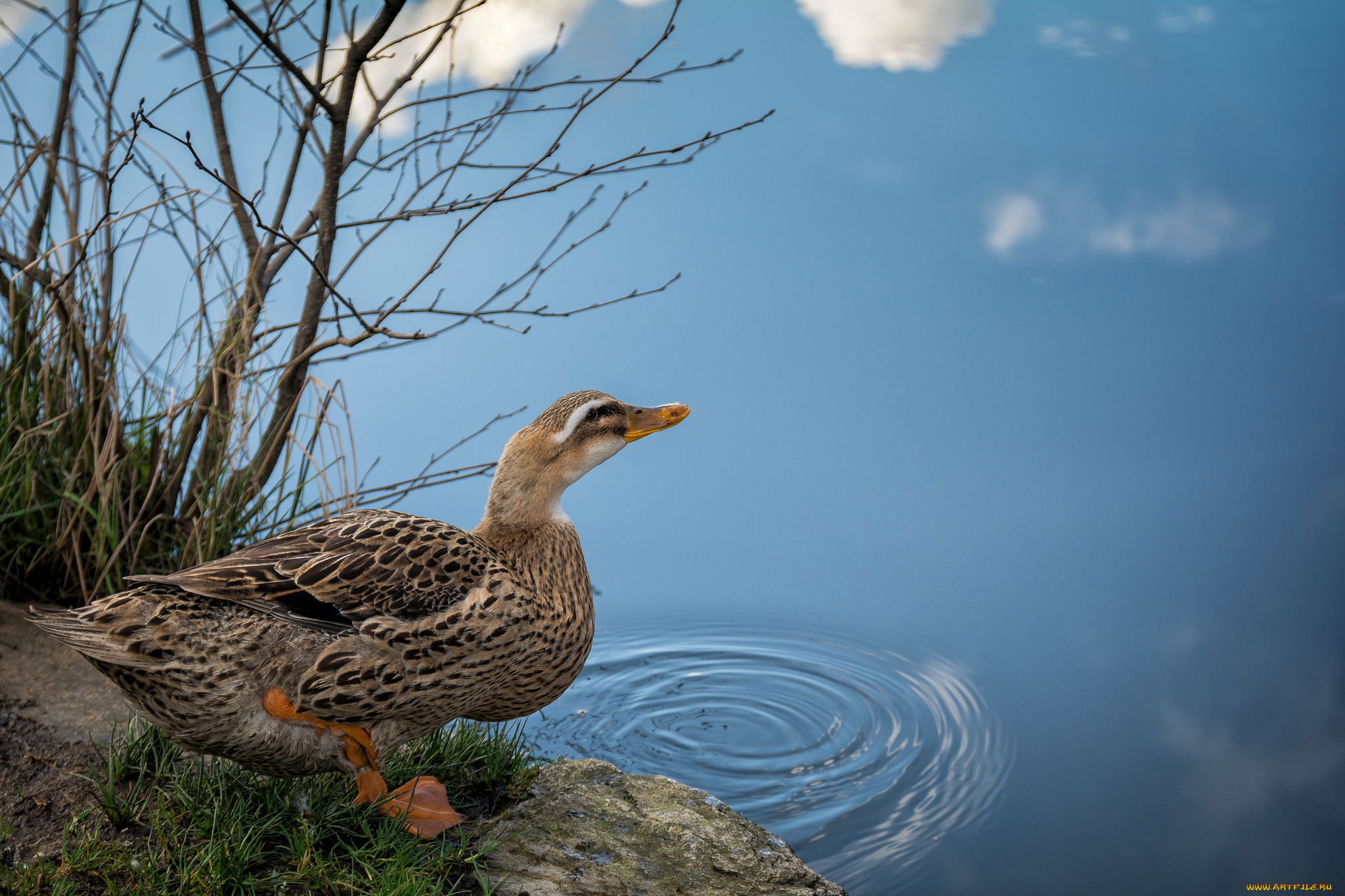 животные, утки, птичка