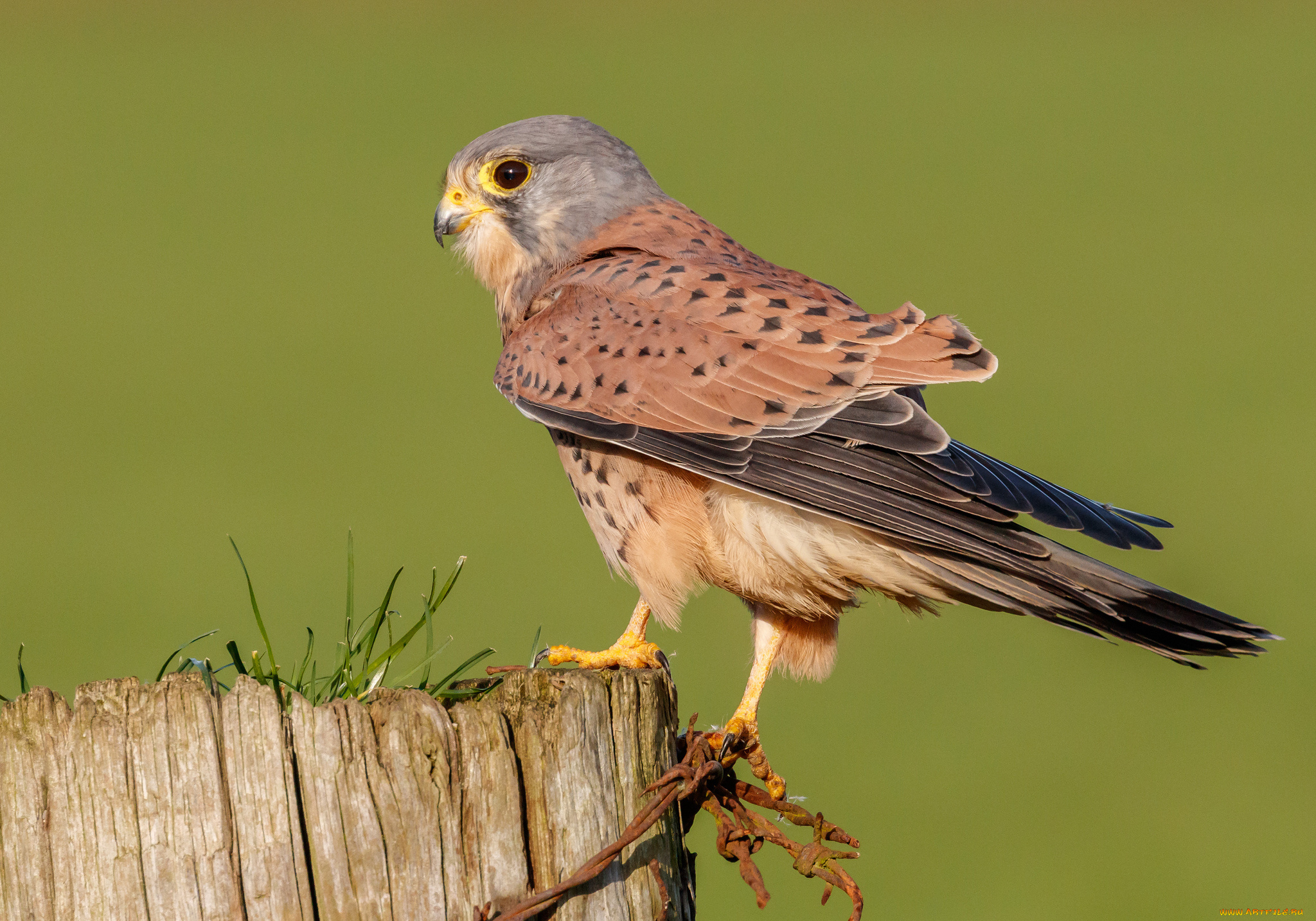 животные, птицы, -, хищники, птичка