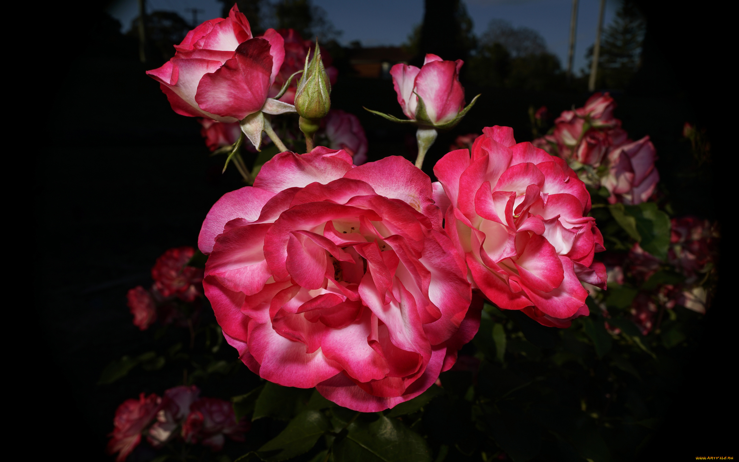 цветы, розы, бутоны