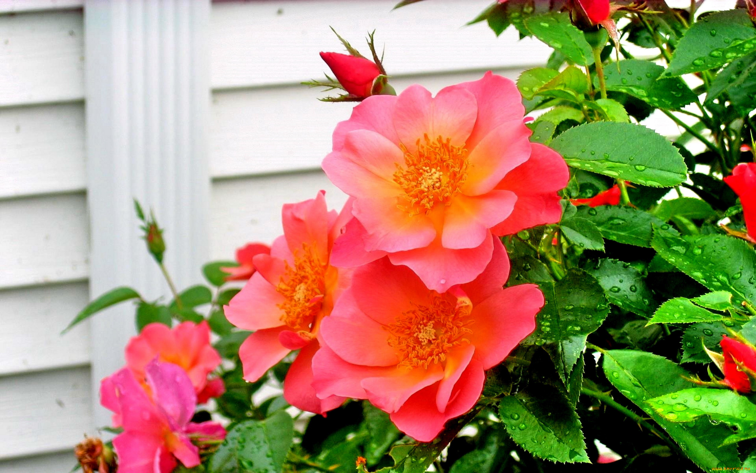 цветы, розы, розовый