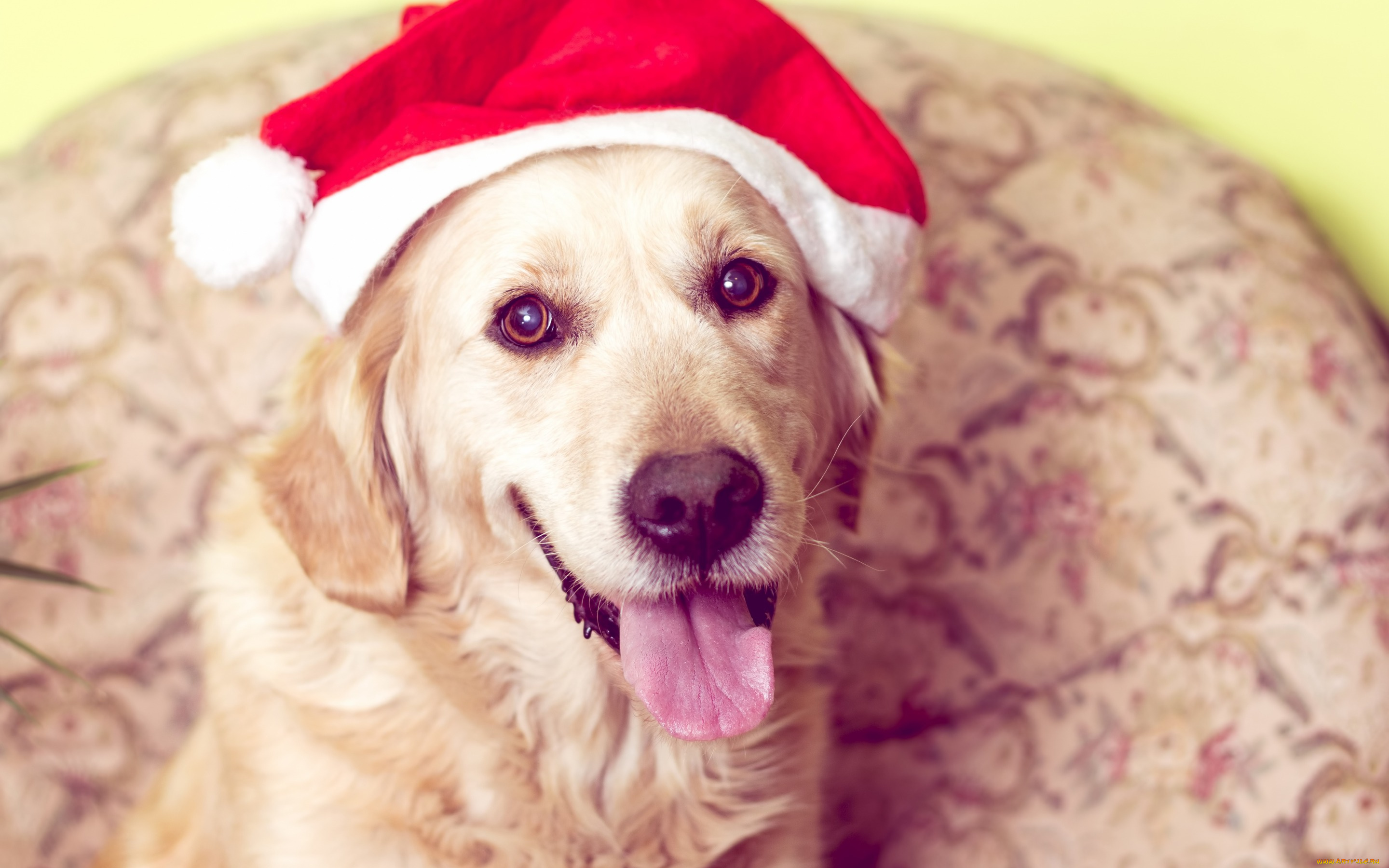 животные, собаки, символ, 2018, снег