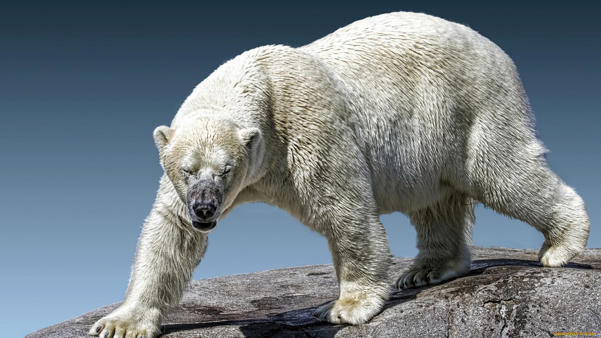 белый, полярный, медведь, животные, медведи, белый, полярный, медведь, хищники, медвежьи, млекопитающие, снег, мороз, льды, шерсть, когти, пасть, клыки