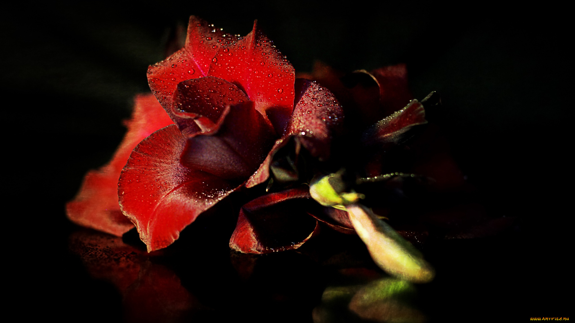 цветы, гладиолусы, макро