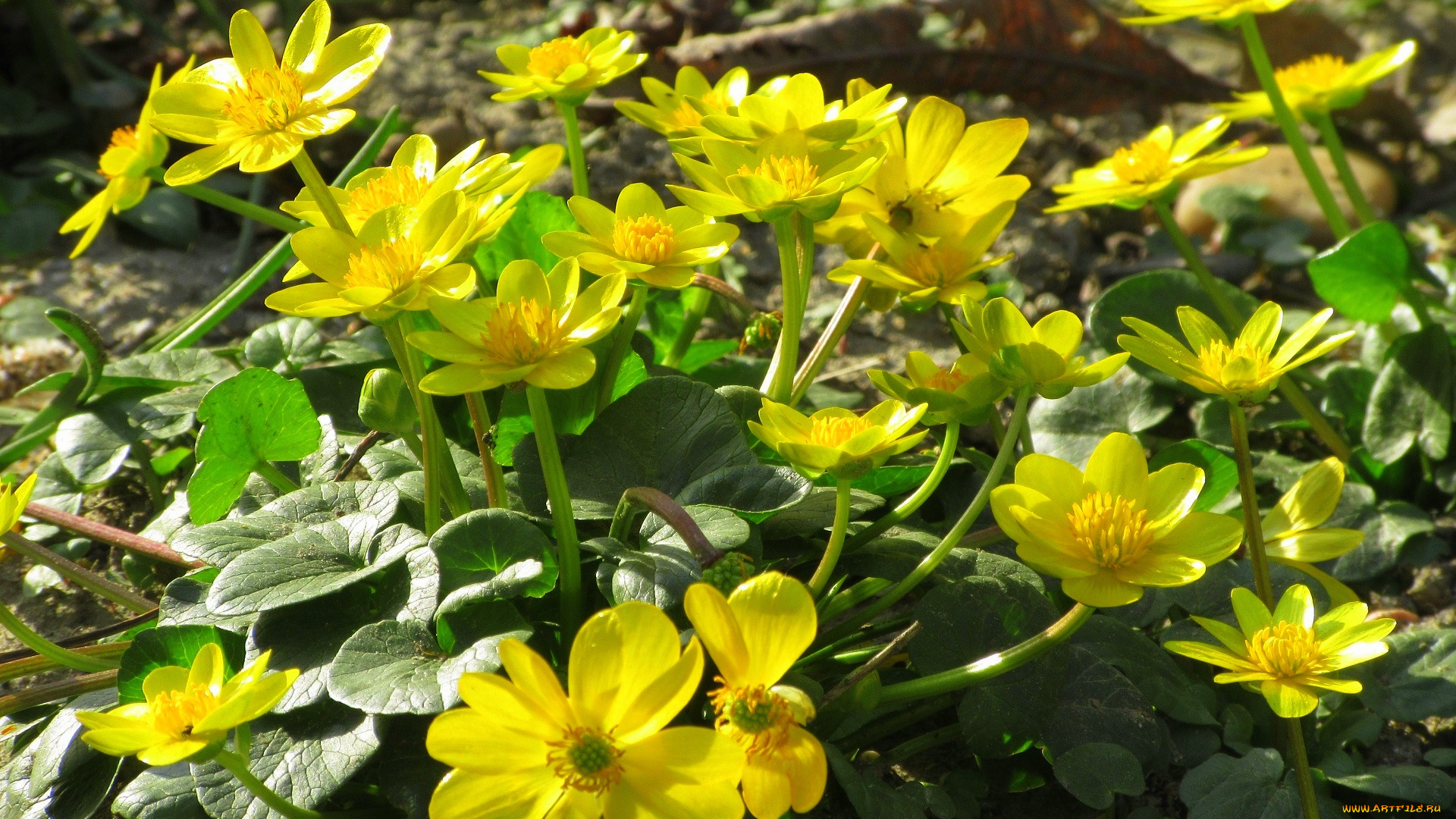 цветы, калужницы, , лютики, весна