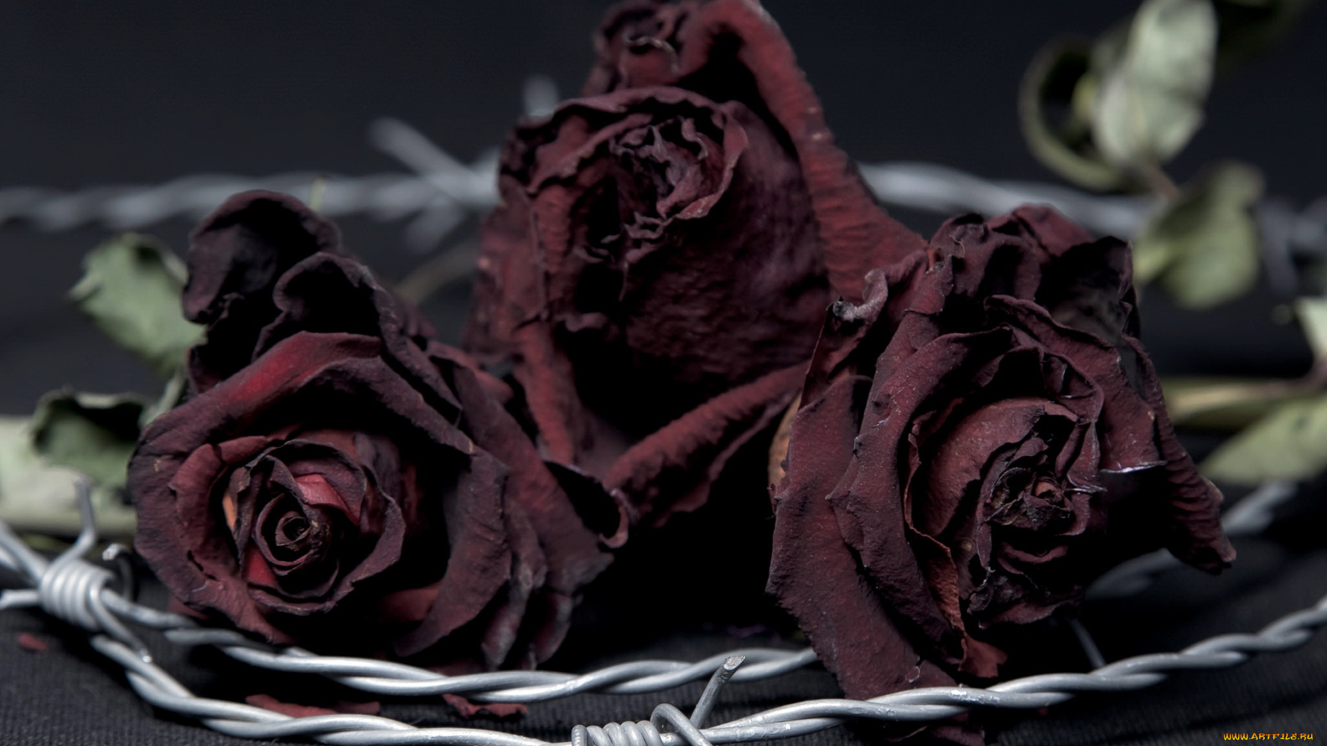 цветы, розы