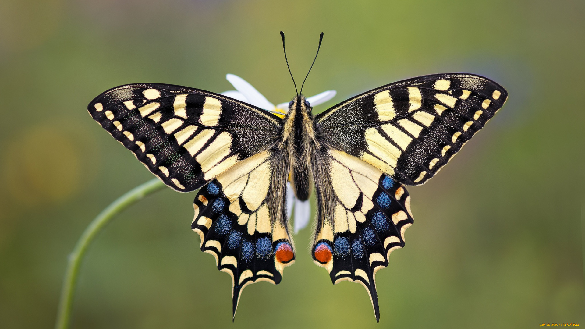 makhaon, животные, бабочки, , мотыльки, , моли, бабочка, махаон, чешуекрылые, парусники, хвостоносцы, махаоны, насекомые
