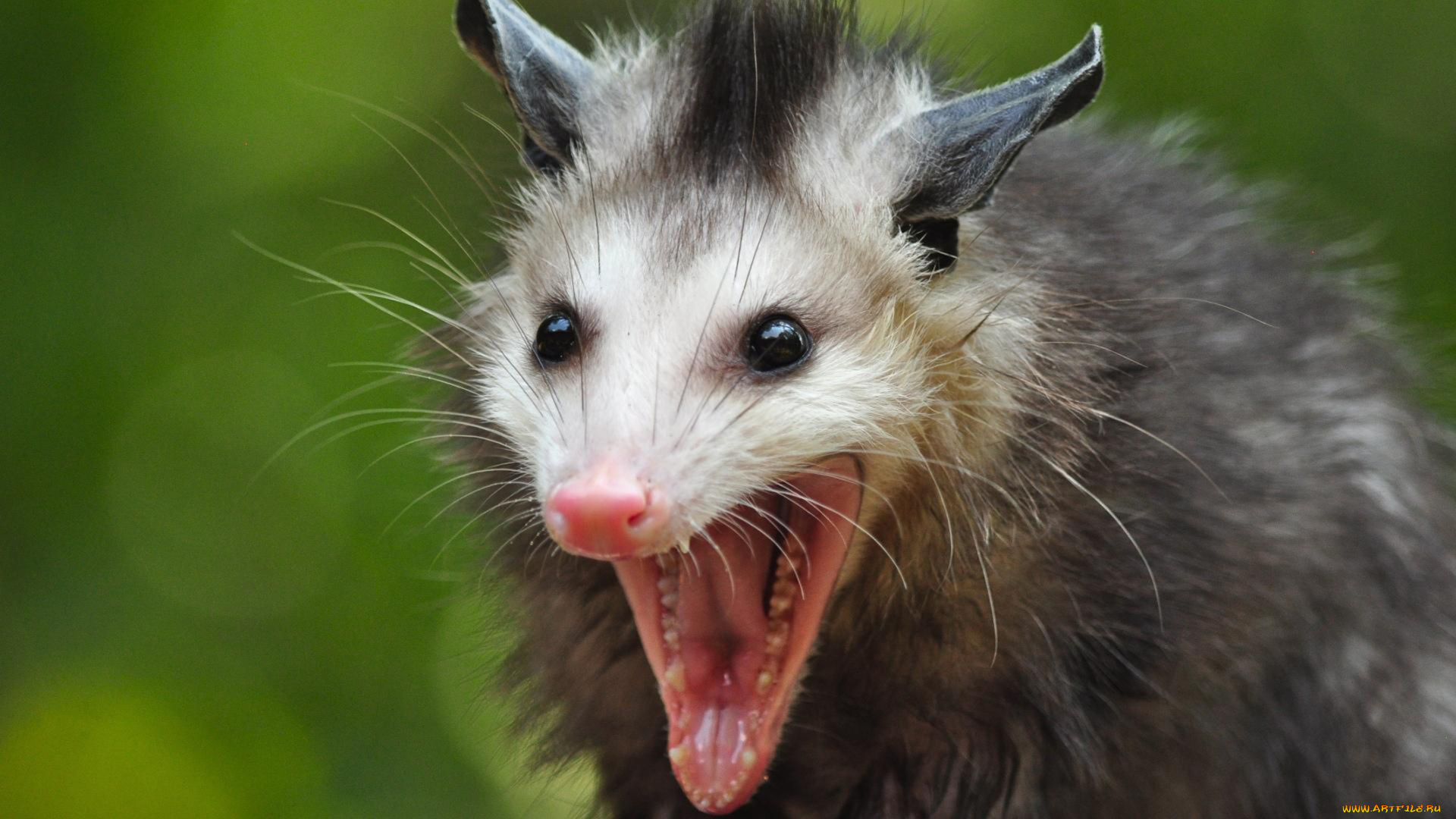 opossum, животные, опоссумы, опоссум, опоссумовые, зверёк, мех, хвостик, мордочка, млекопитающие
