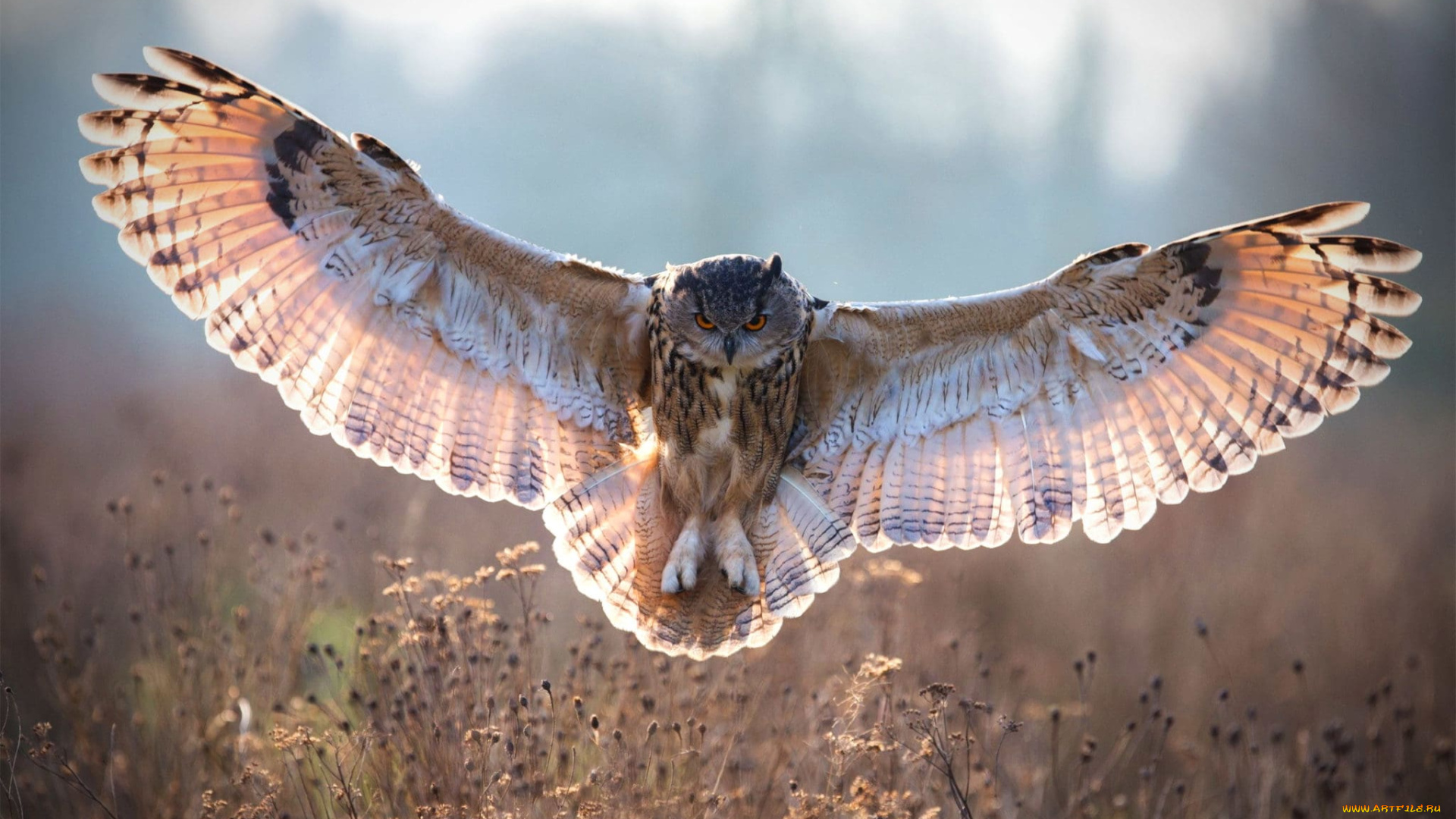 ушастая, сова, животные, совы, ушастая, полёт, сова, птица, хищник, совиные, совообразные, перья, клюв, когти