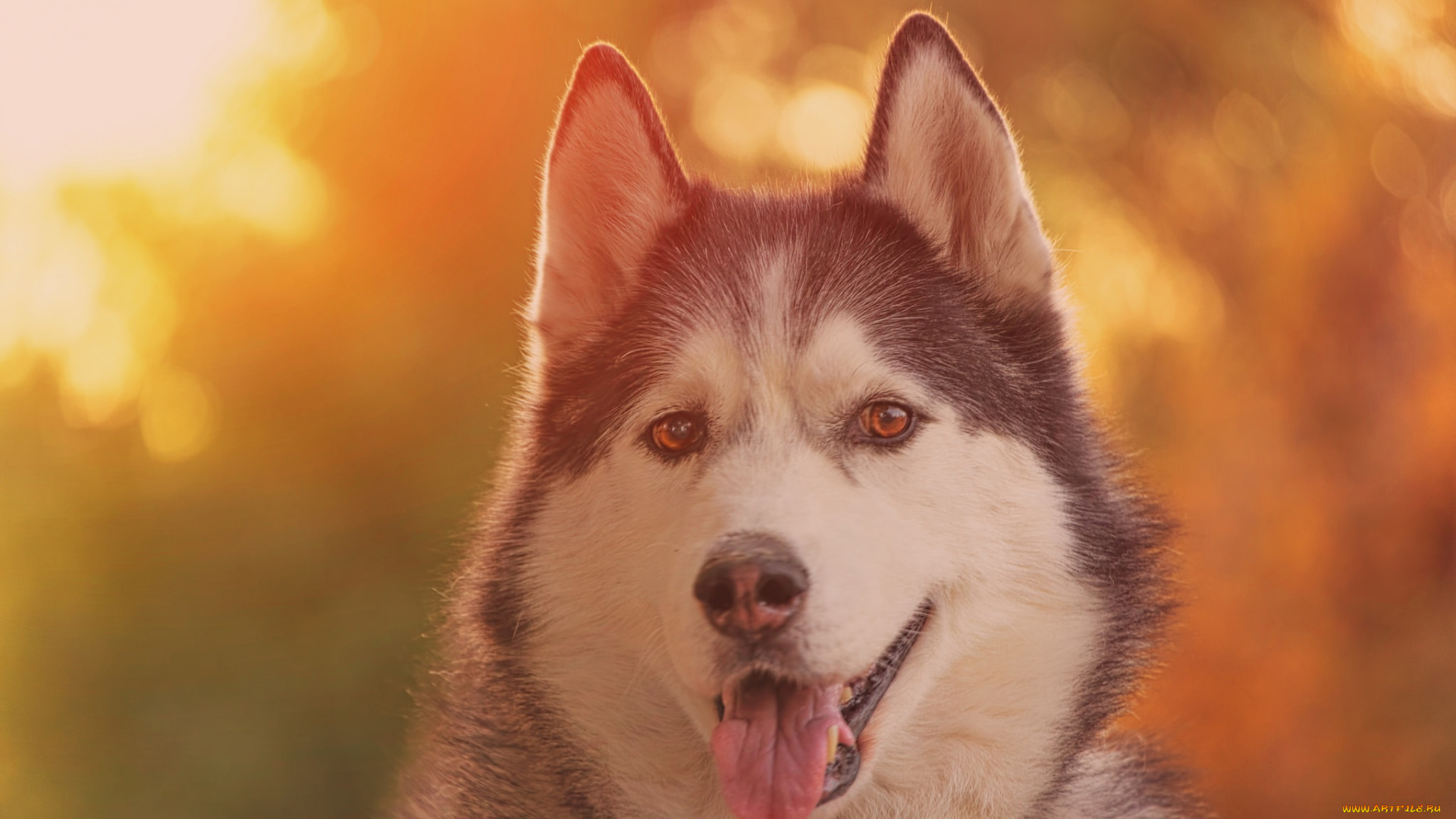 животные, собаки, хаски