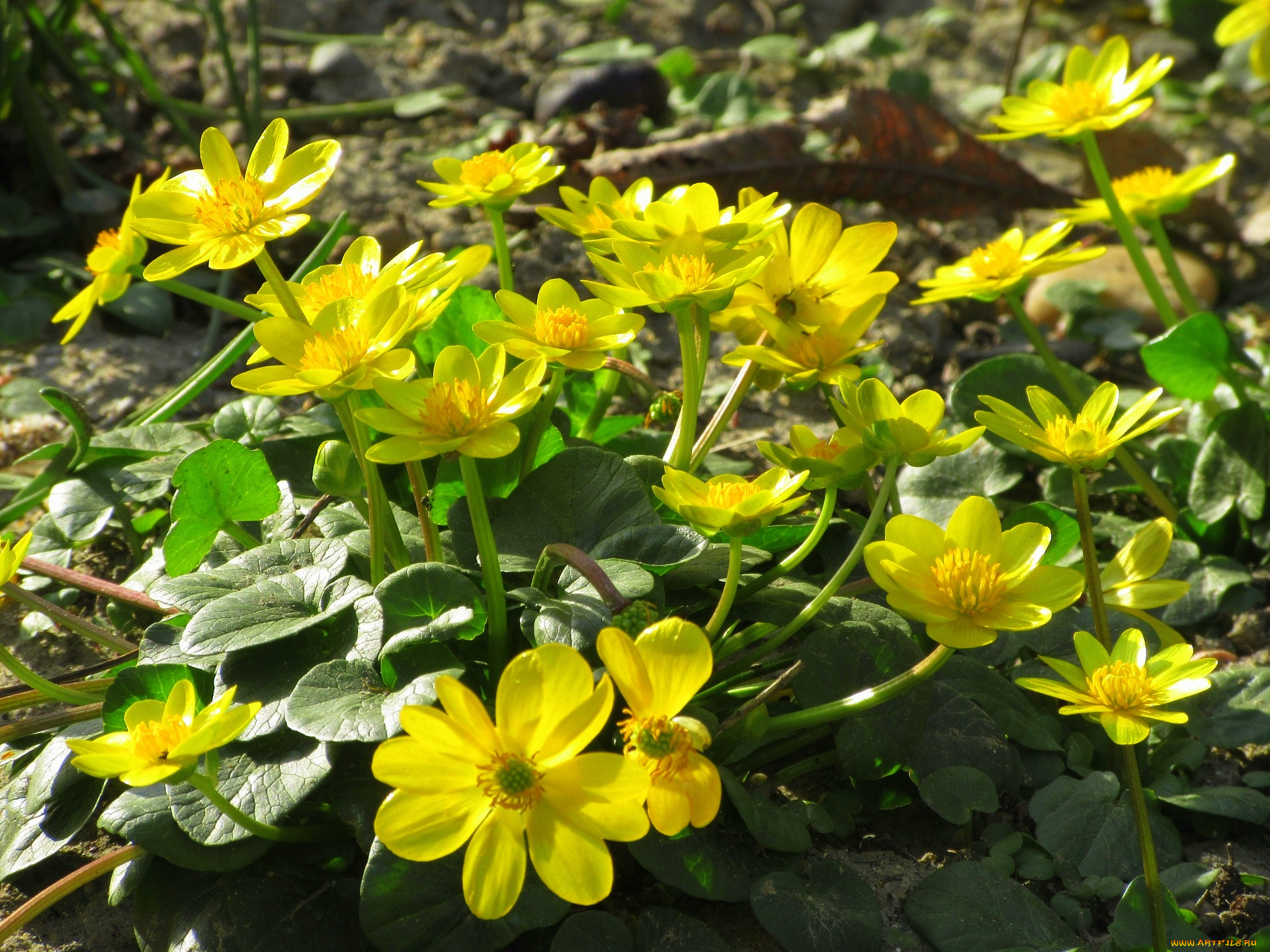 цветы, калужницы, , лютики, весна