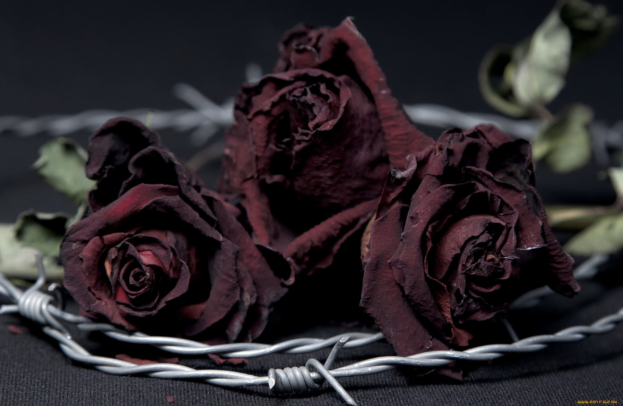 цветы, розы