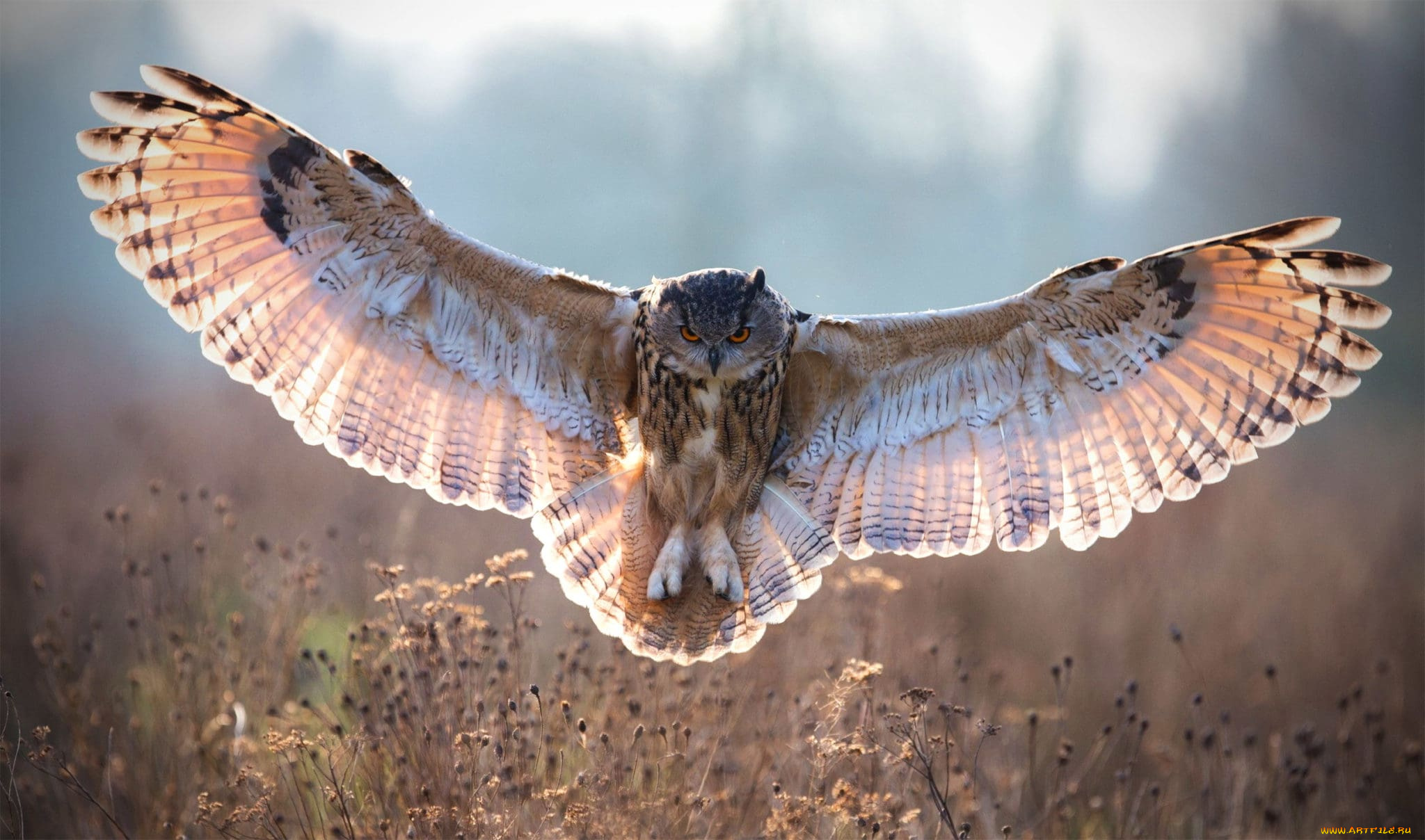 ушастая, сова, животные, совы, ушастая, полёт, сова, птица, хищник, совиные, совообразные, перья, клюв, когти