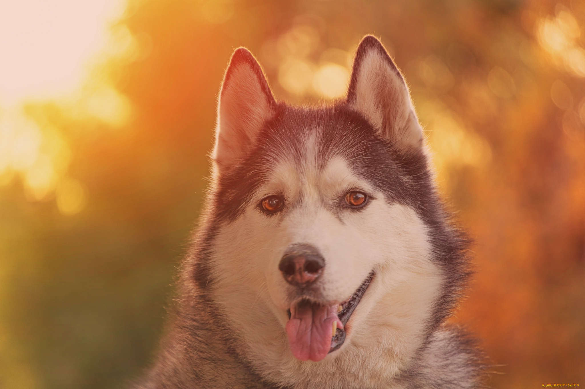 животные, собаки, хаски