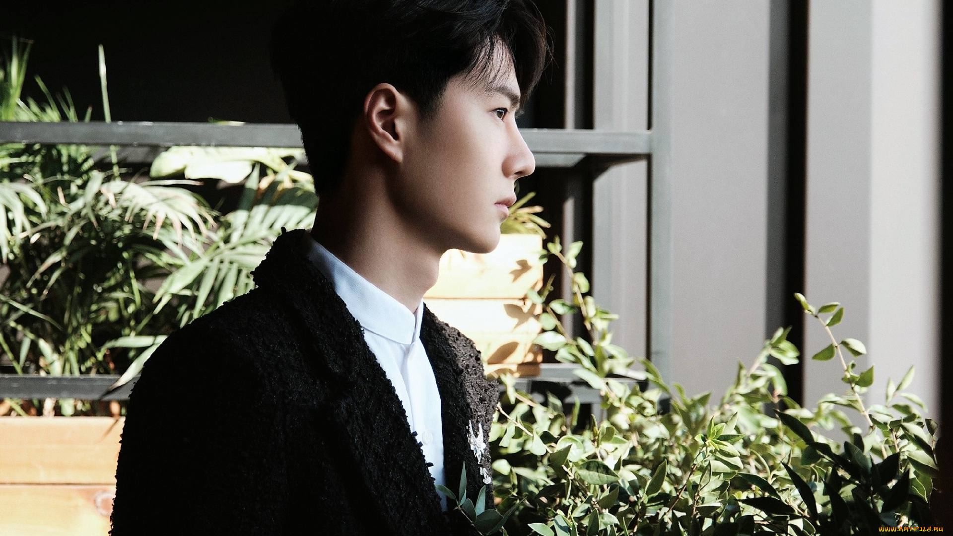 мужчины, wang, yi, bo, лицо, растения, окно